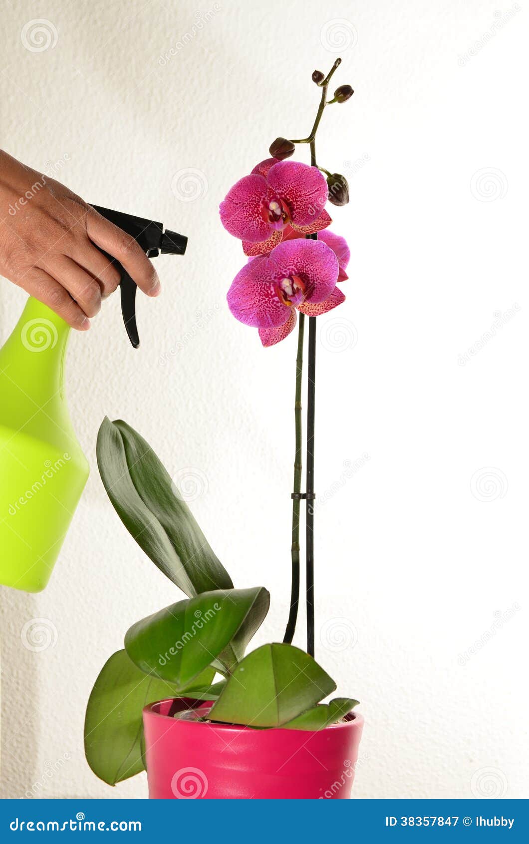 Spraying purple orchid stock image. Image of bloom, blossom 38357847