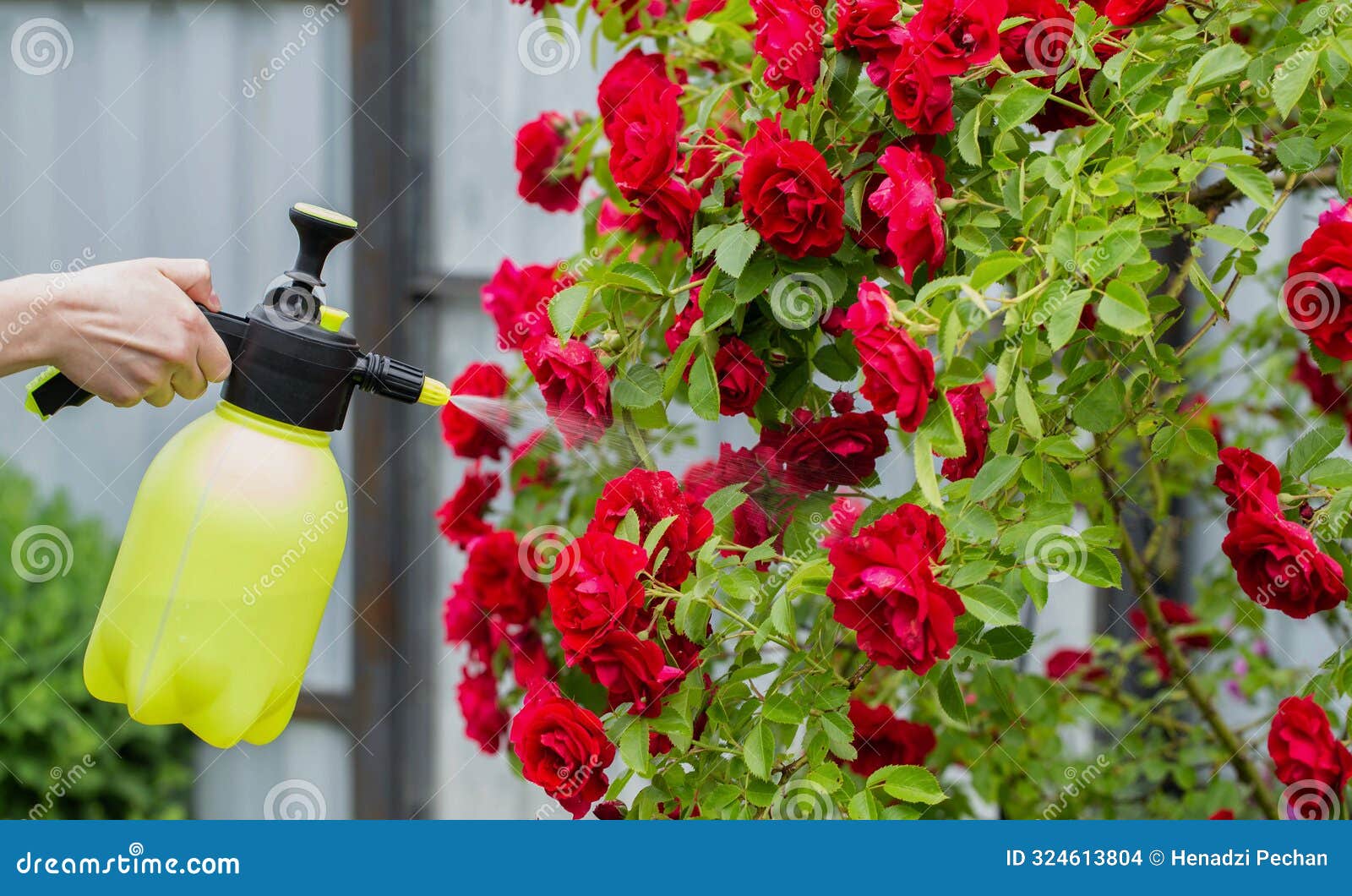 spraying red bush roses with fungicides and fertilizer against diseases and protection against aphids. copy space for