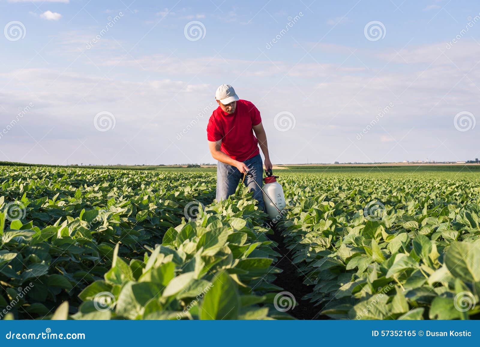 Spraying soybean field stock image. Image of season, plant 57352165