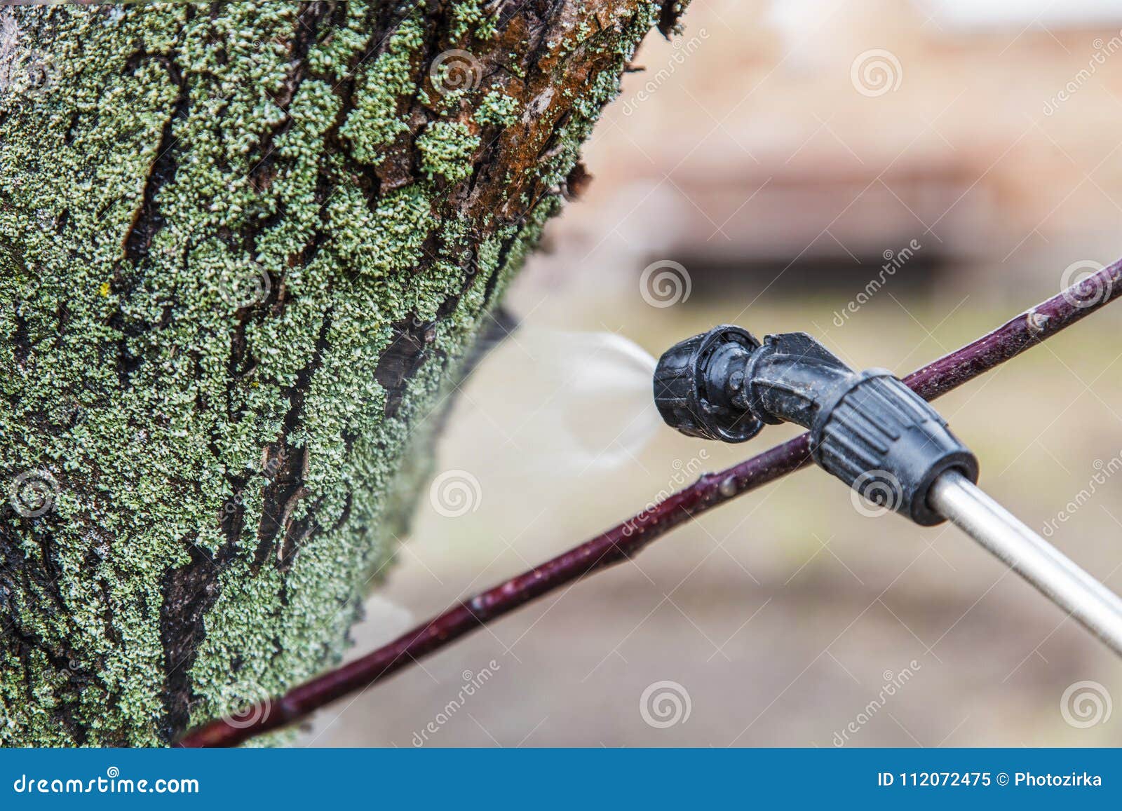 Sprinkling of Trees with Iron Vitriol Stock Image Image of branch