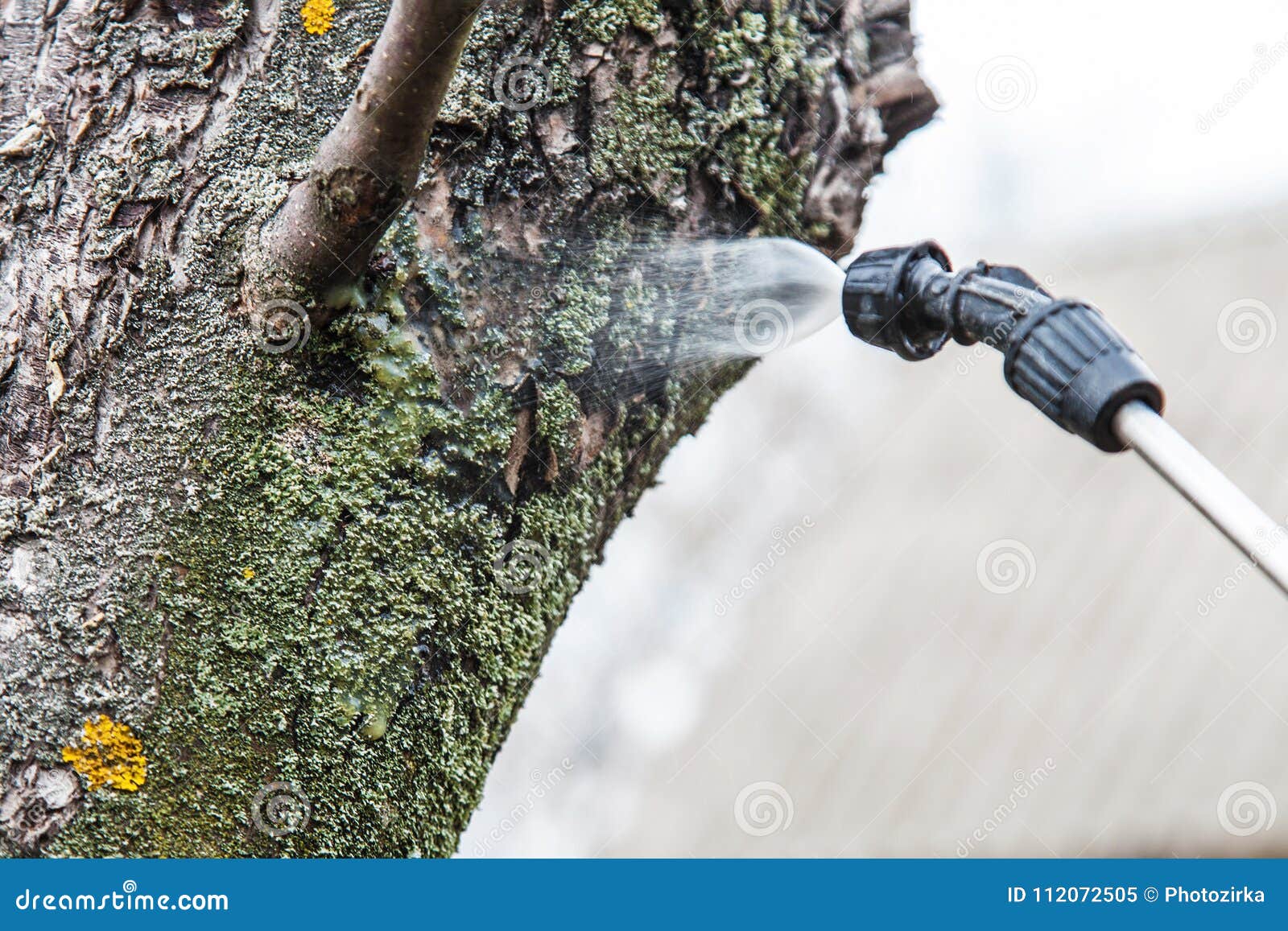 Sprinkling of Trees with Iron Vitriol Stock Image Image of garden