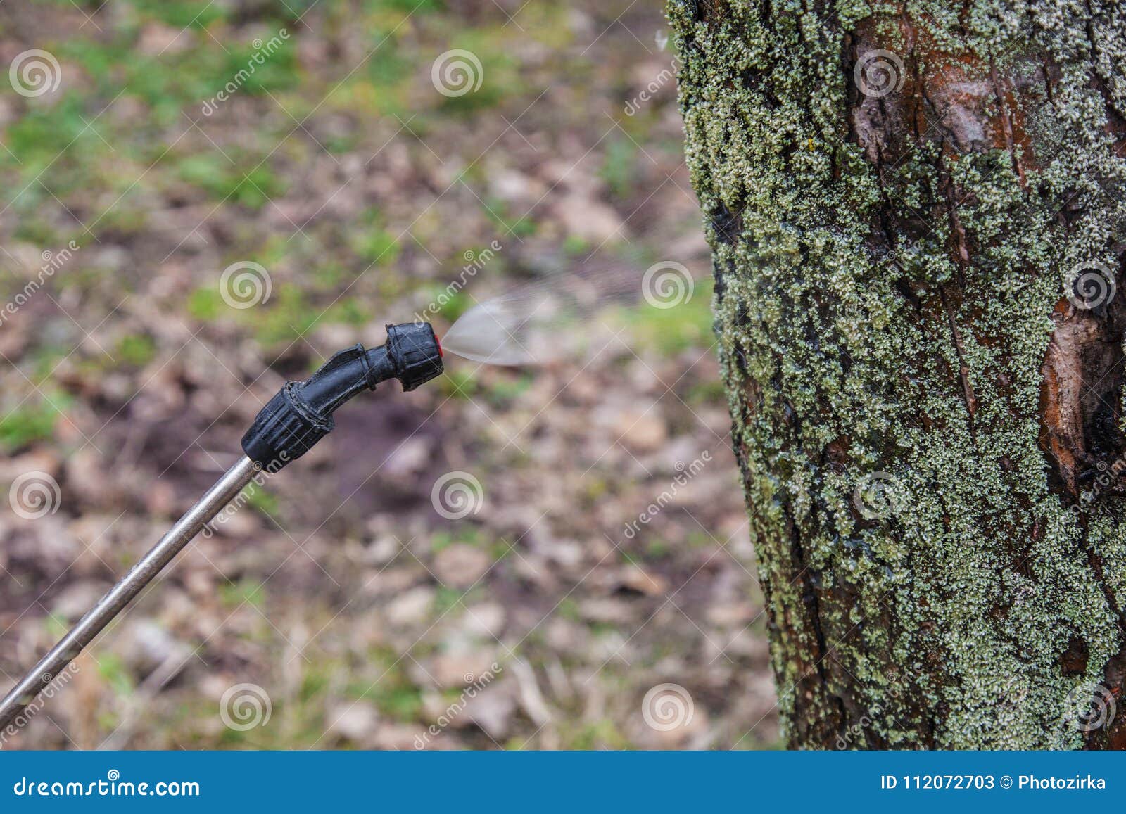 Sprinkling of Trees with Iron Vitriol Stock Image Image of fungicide