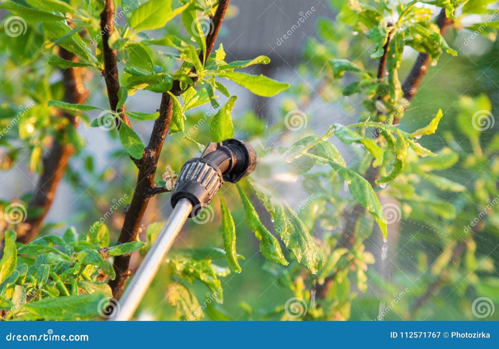 Spraying Trees with Pesticides Stock Image Image of insect, inkstone 112571767