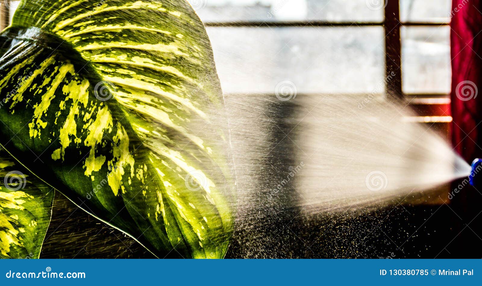 Spraying water on leaf stock image. Image of tree, environment 130380785