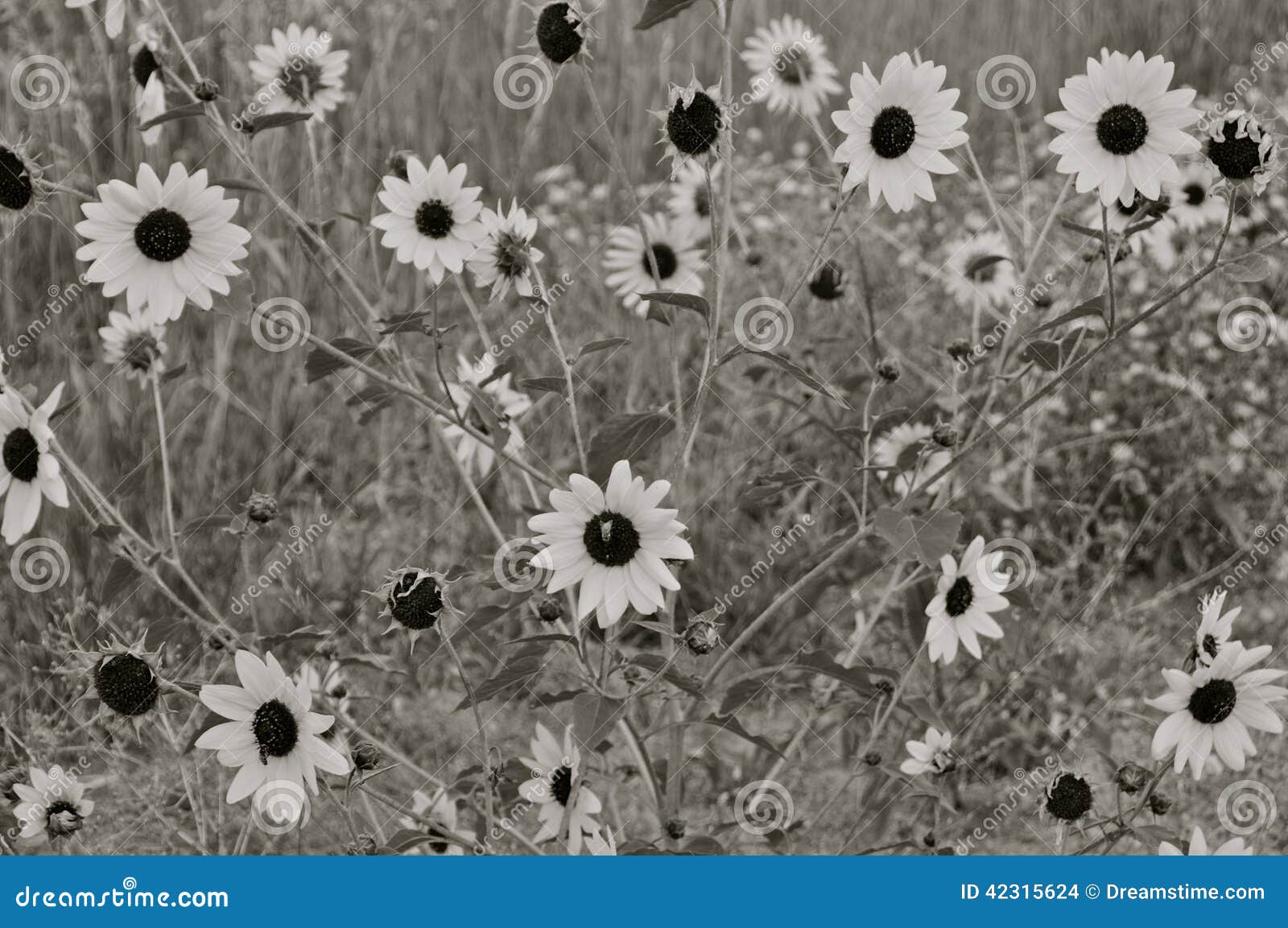Spread of flowers. stock photo. Image of daisy, blackandwhite 42315624