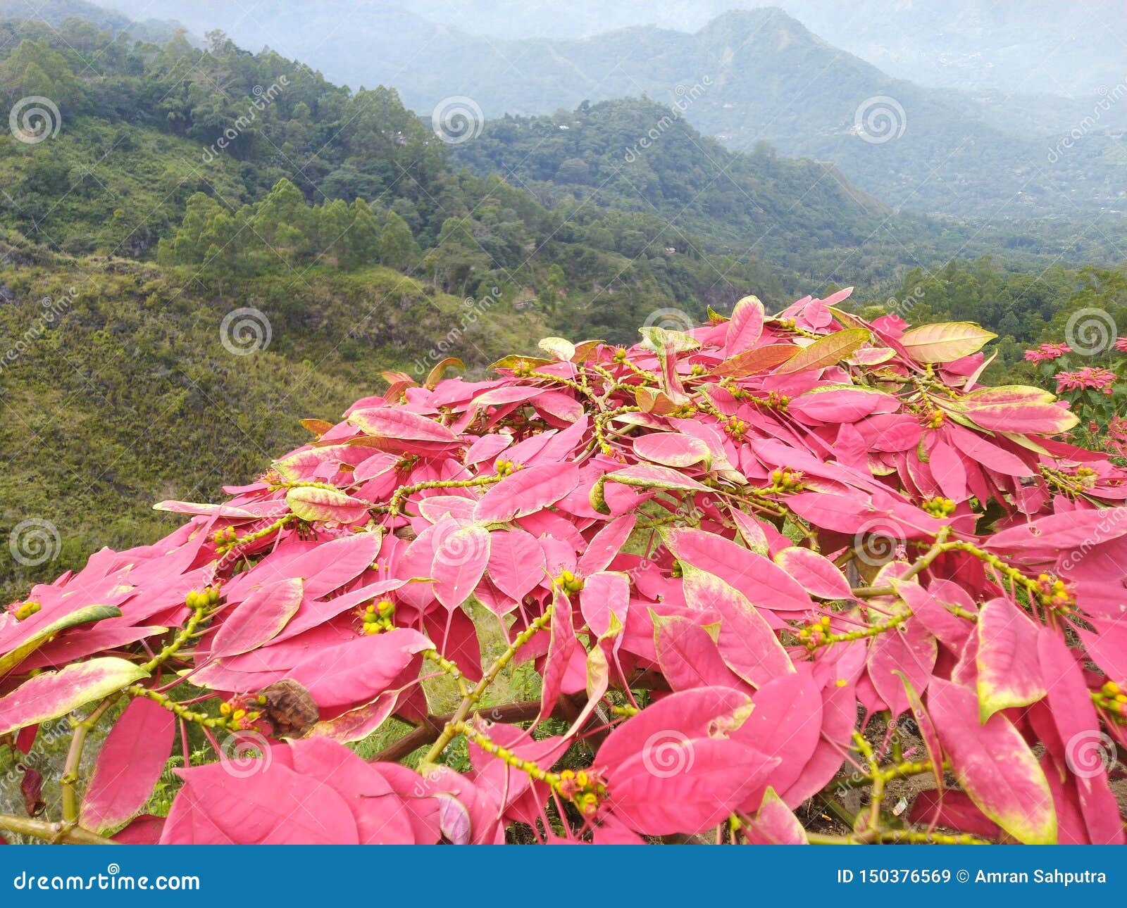 spread of pink flowers set in mount inerie manulalu bajawa