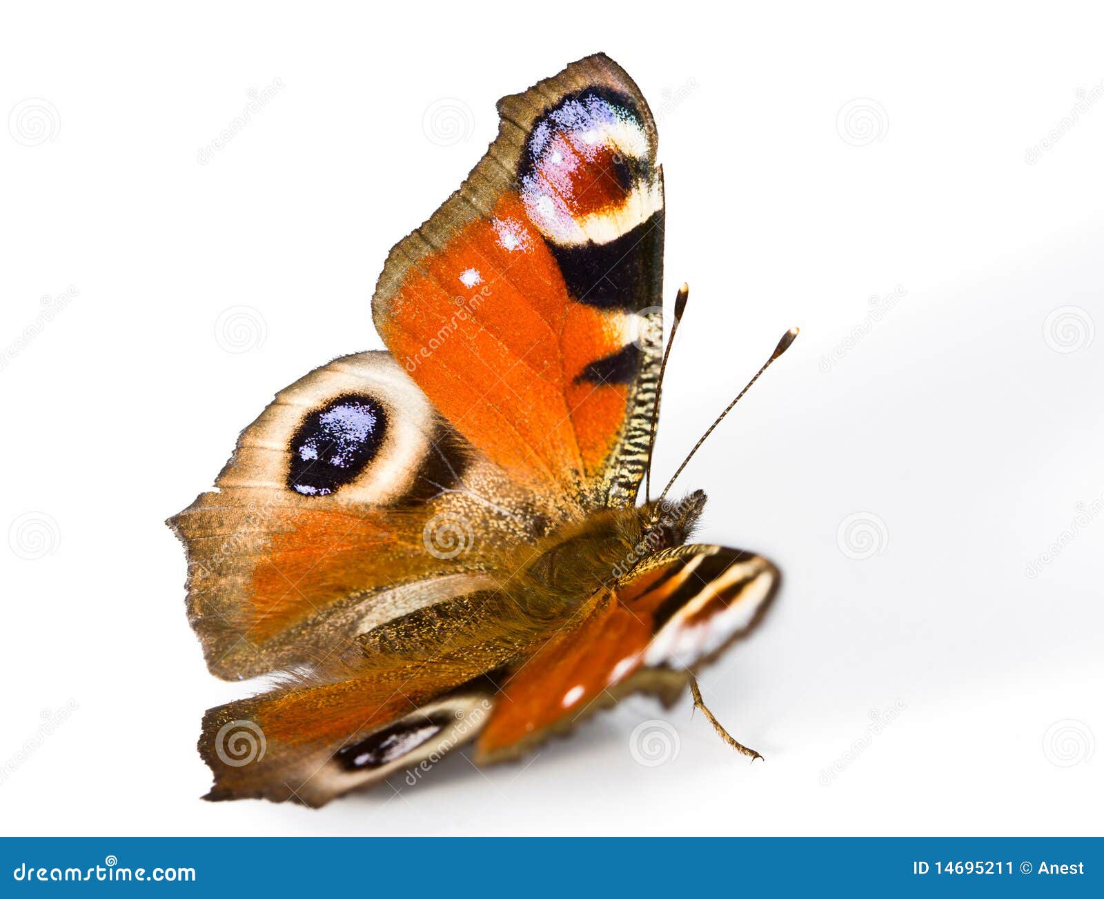 Spread Wings Of Peacock Butterfly Stock Image - Image of butterfly ...