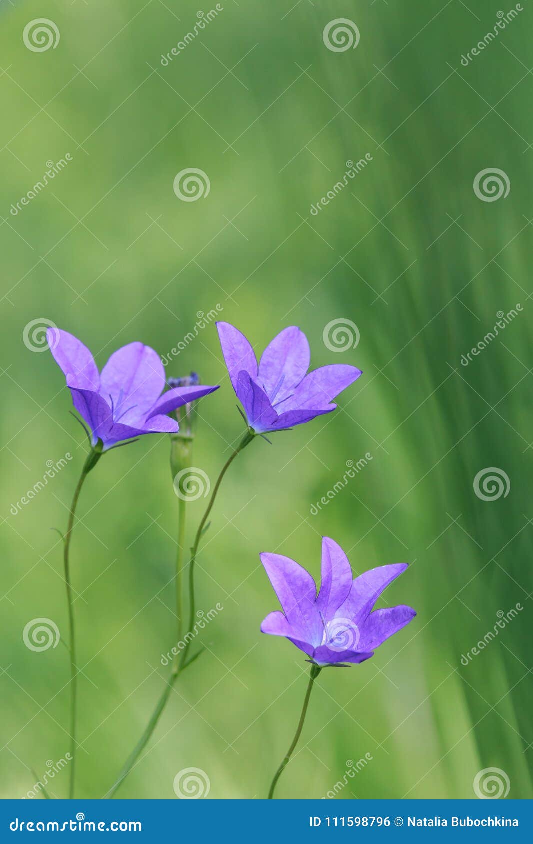 the spreading bellflower campÃÂ¡nula pÃÂ¡tula with green clear background