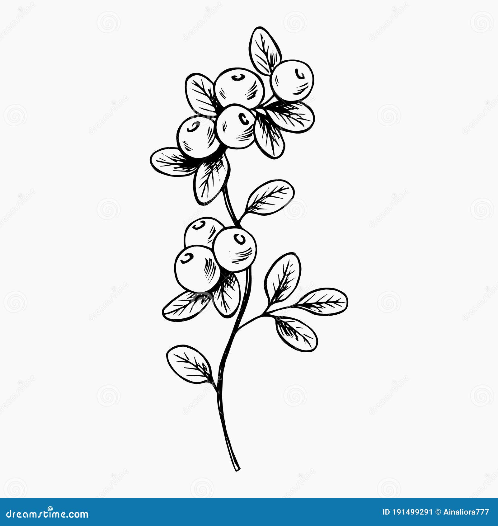 Hand drawn blueberry illustration  free image by rawpixelcom  How to draw  hands Illustration Free illustration images