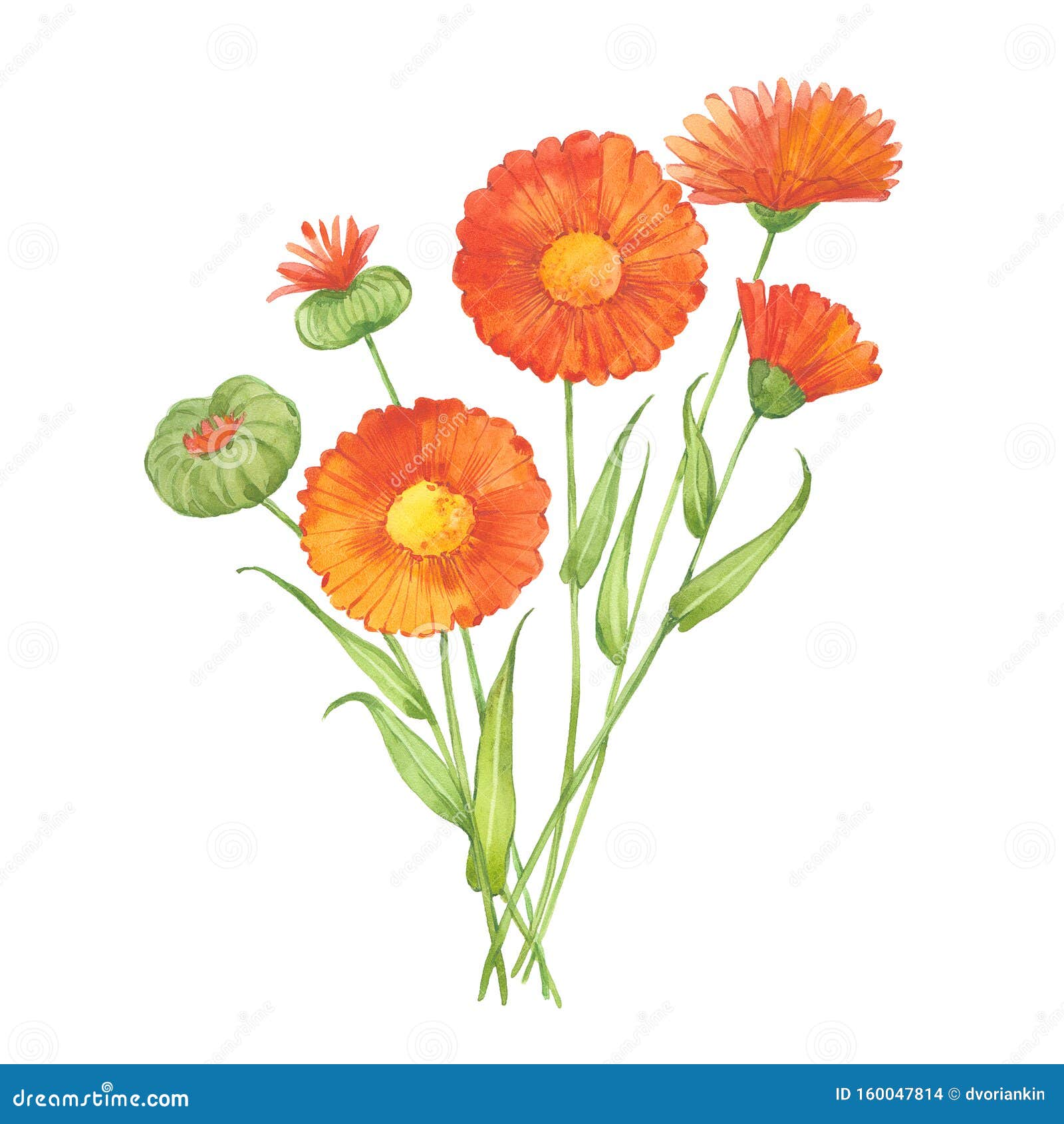 Sprig of calendula stock illustration. Illustration of leaves - 160047814