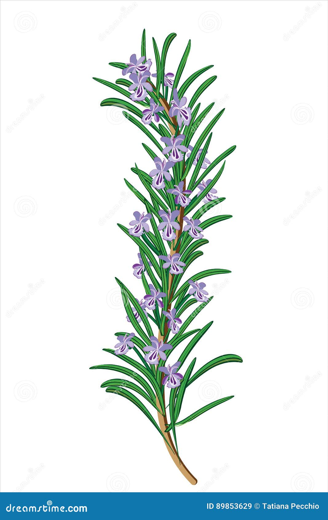 Sprig of Flowering Rosemary Stock Illustration Illustration of