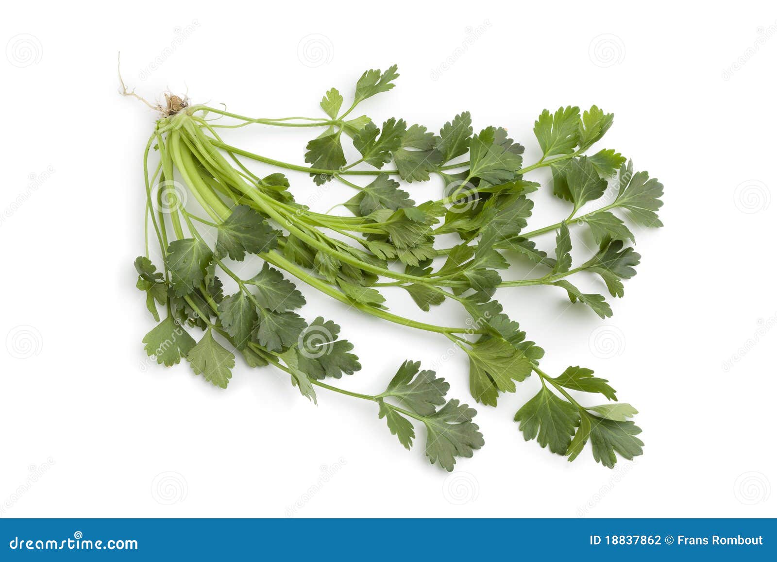 Sprig of Fresh Celery Leaves Stock Photo Image of leaf, herb 18837862