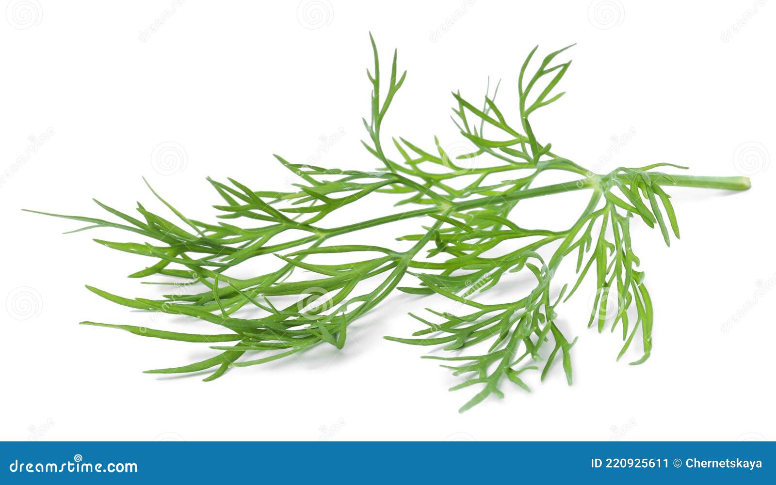 Sprig of Fresh Dill Isolated on White Stock Image Image of harvest, agriculture 220925611