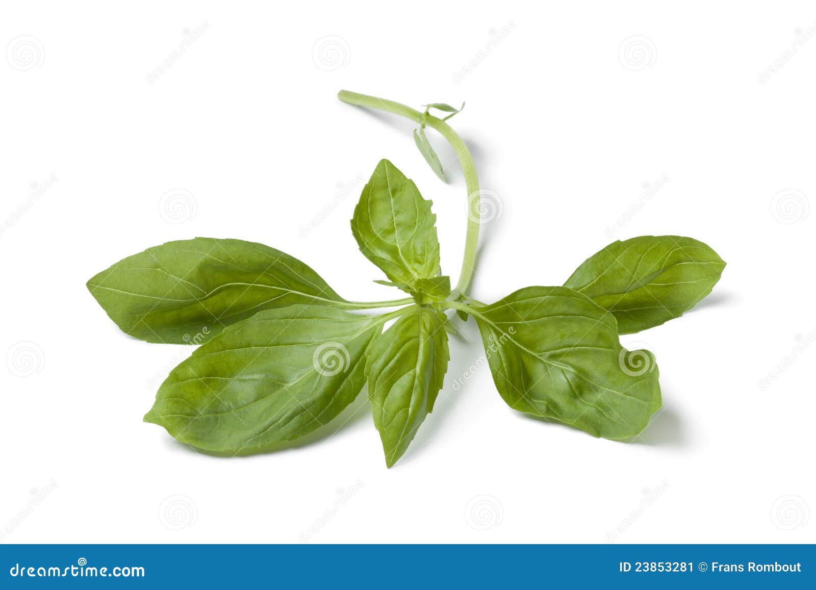 Sprig of fresh green basil stock image. Image of food 23853281