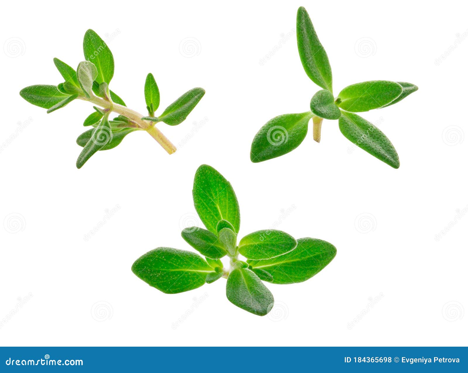 Sprig of Thyme Isolated on White Background Stock Photo Image of
