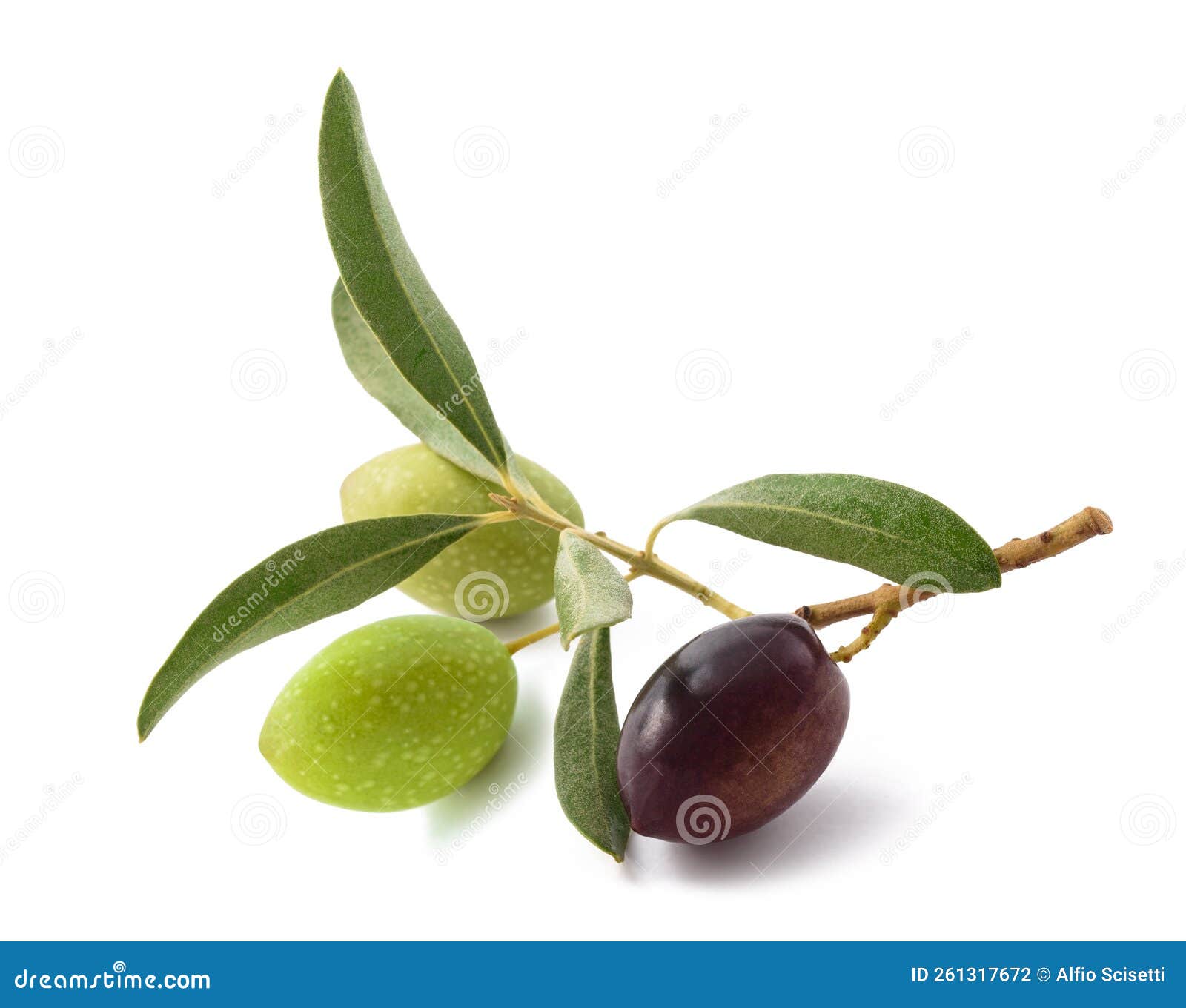 Sprig with fresh olive stock photo. Image of background 261317672