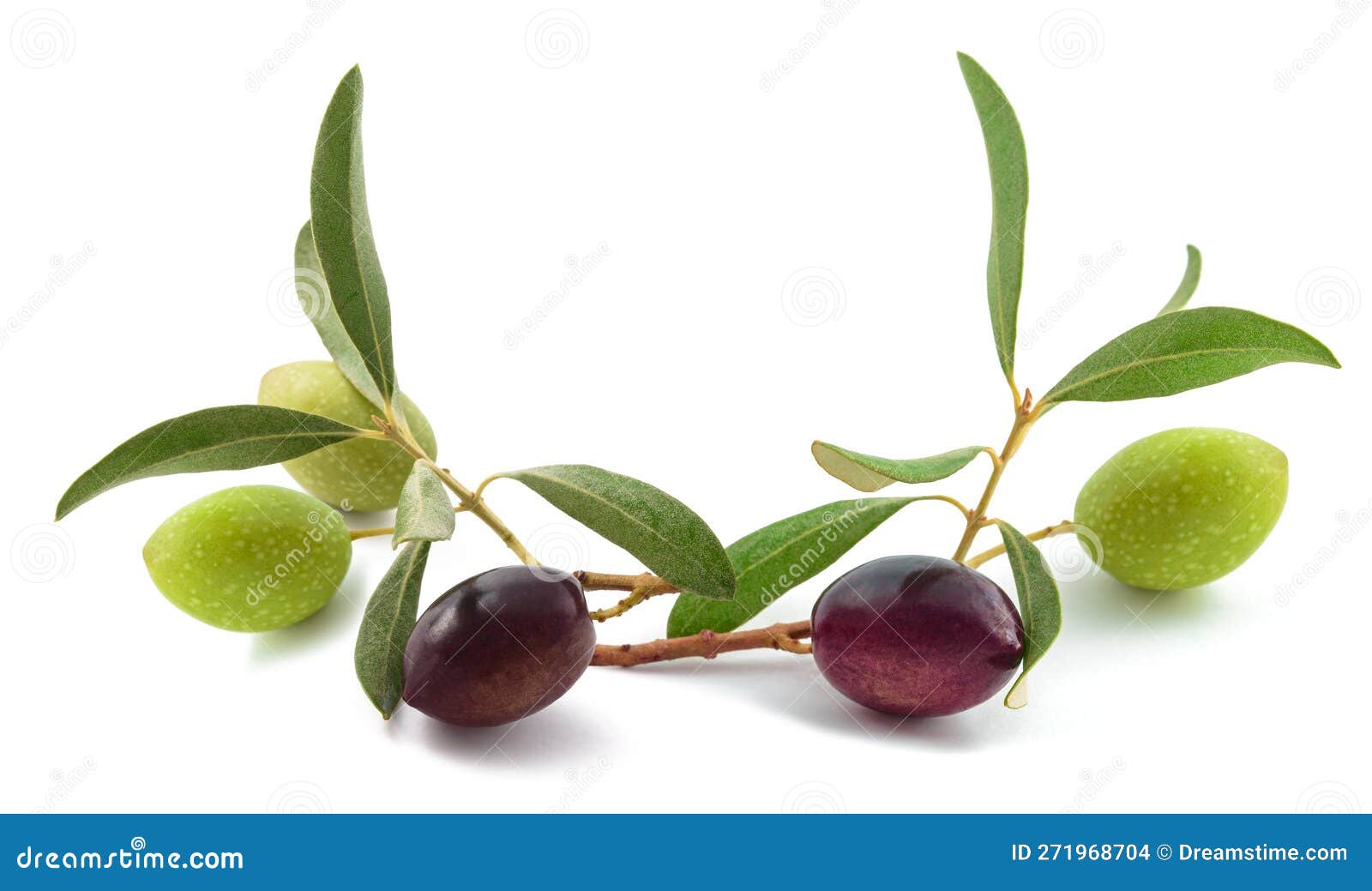 Sprig with fresh olive stock photo. Image of fruit, mediterranean