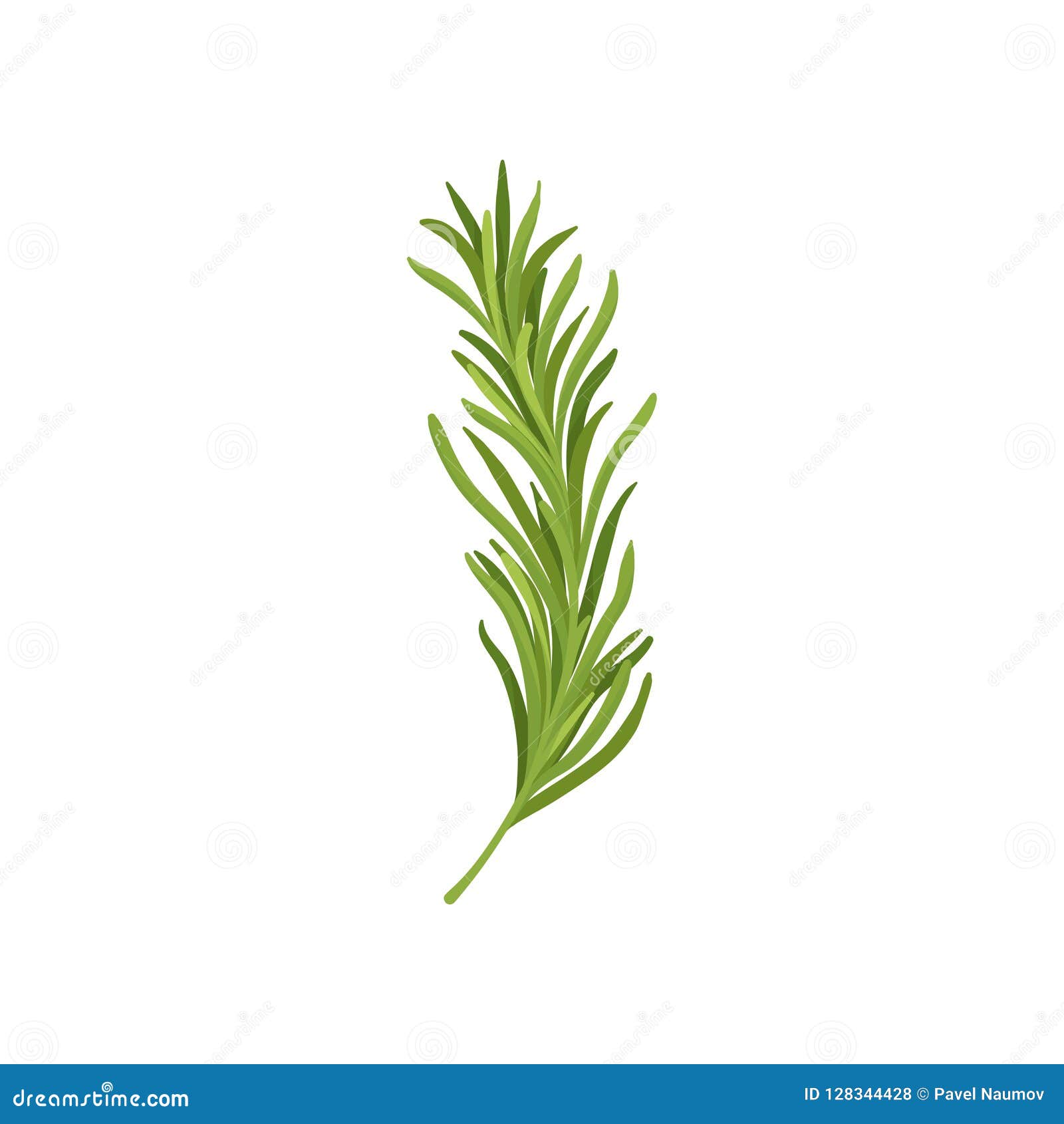 sprig of green rosemary. fresh herb used in culinary. organic ingredient for flavoring dishes. flat  