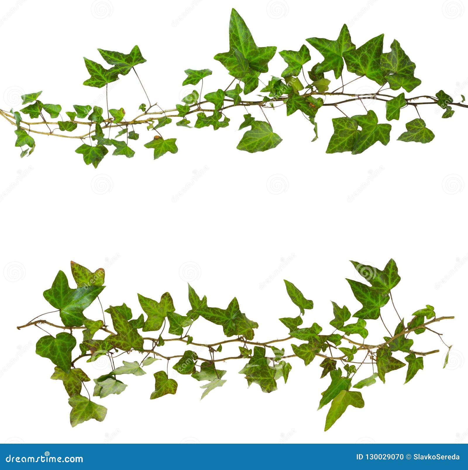 Sprig Of Ivy With Green Leaves Isolated Stock Photo - Image of climate ...