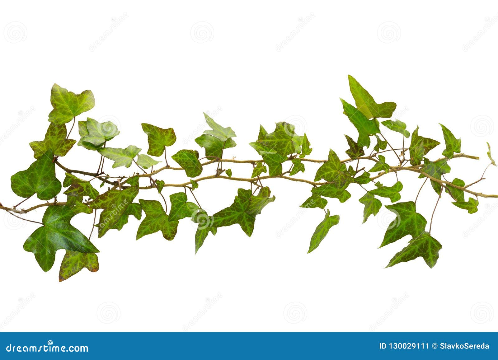 Sprig of Ivy with Green Leaves Isolated on a White Background Stock ...