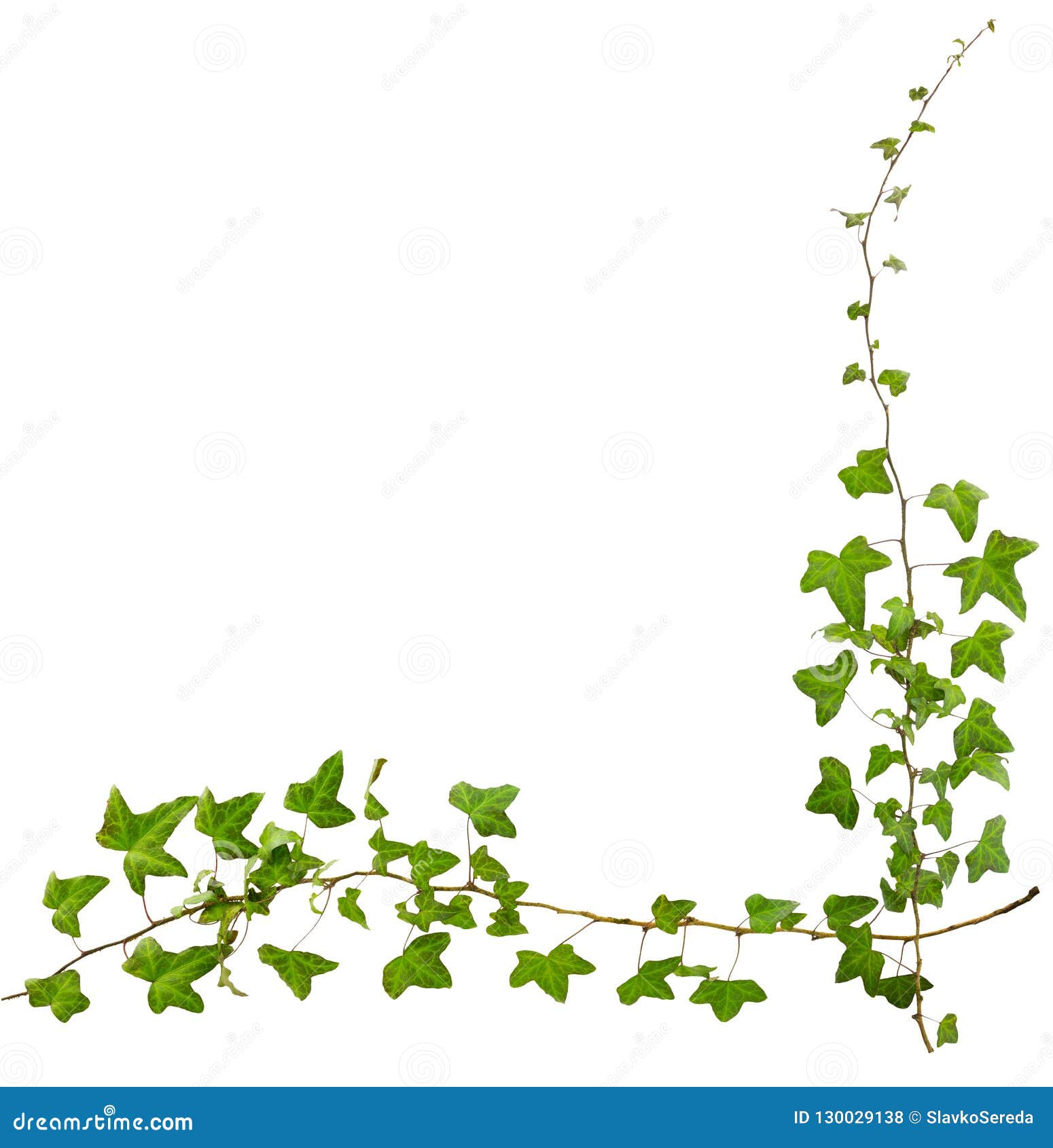 Sprig of Ivy with Green Leaves Isolated Stock Photo - Image of leaves ...