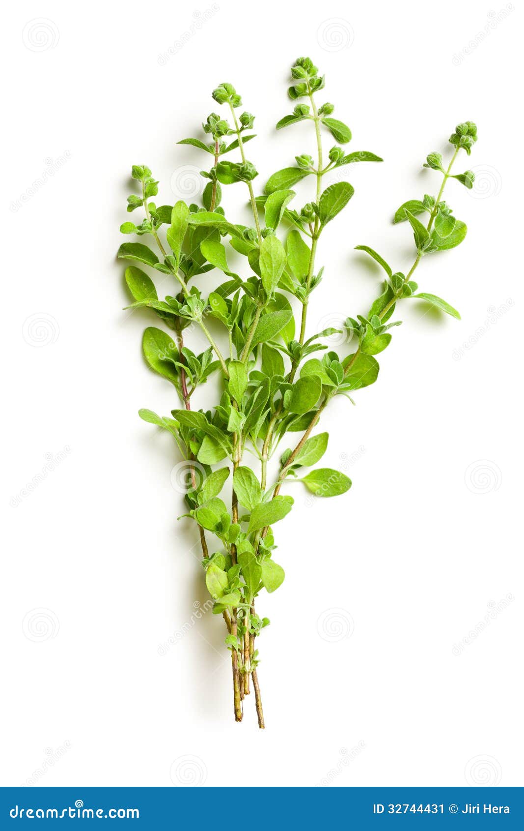 Sprig of marjoram stock image. Image of isolated, healthy - 32744431