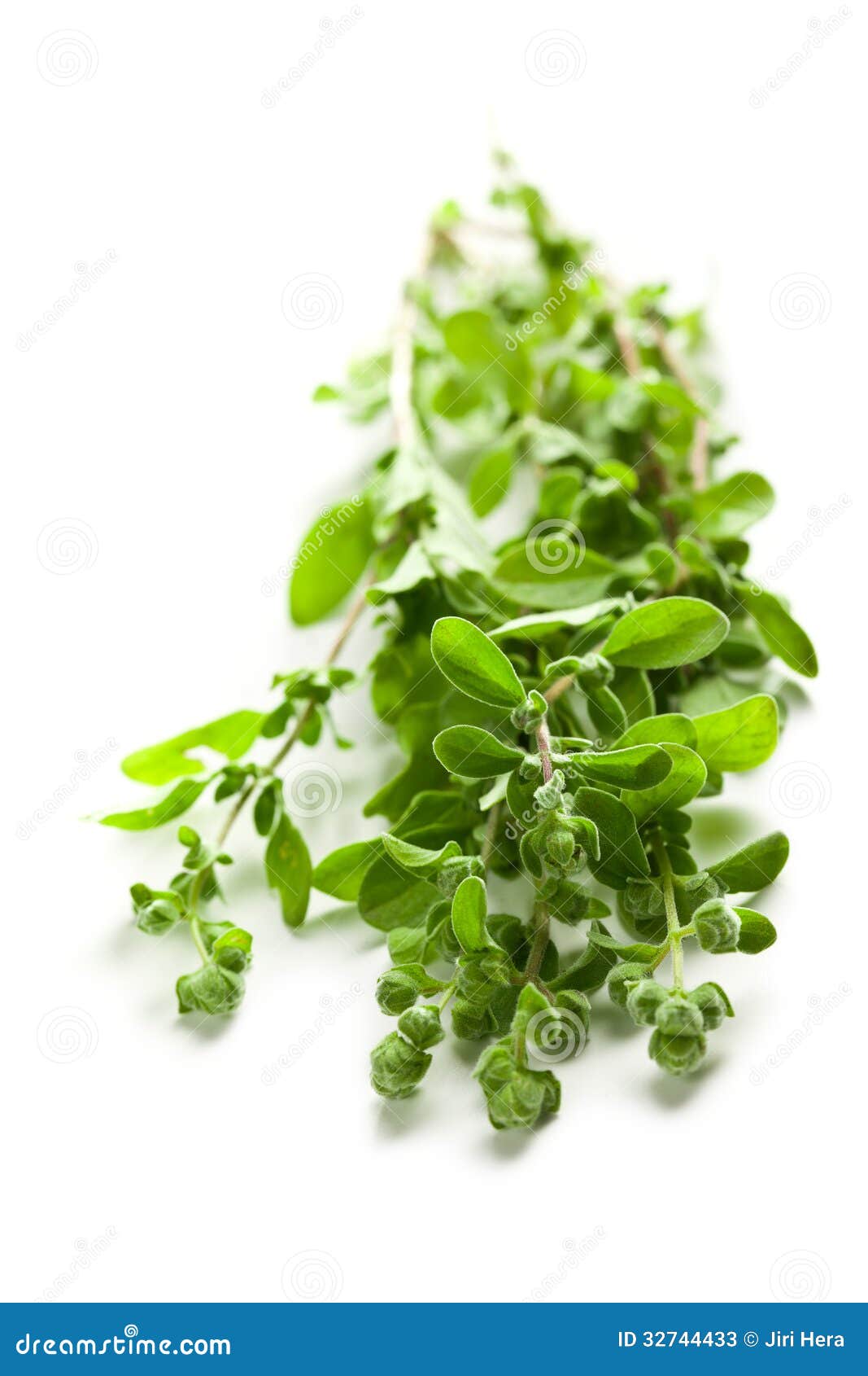 Sprig of marjoram stock image. Image of food, oregano 32744433