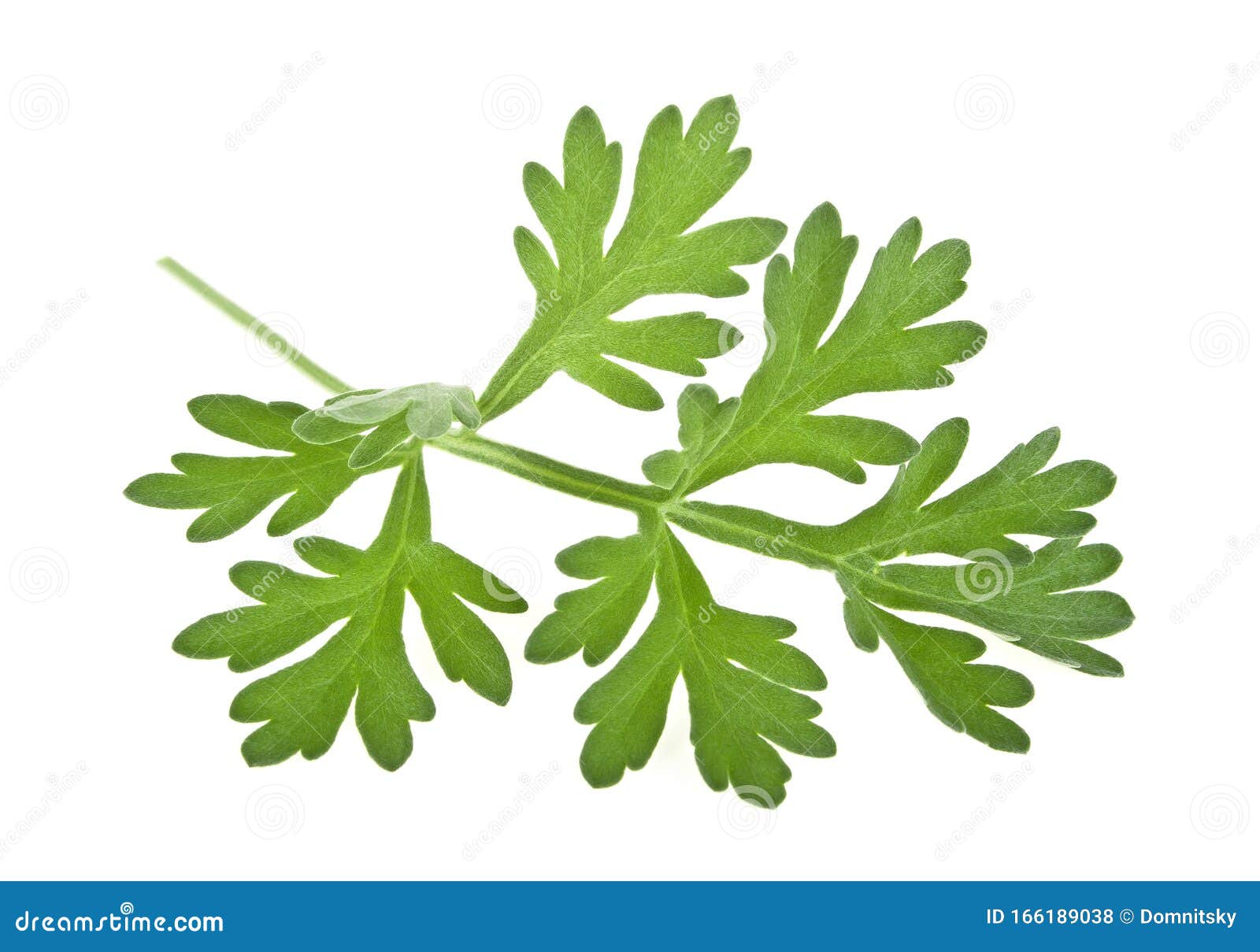 Sprig Of Medicinal Wormwood On A White Background. Sagebrush Sprig