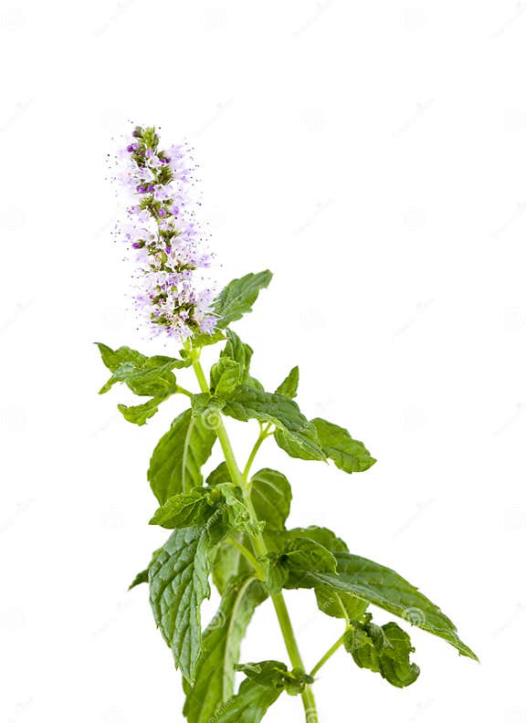Sprig of Mint with Flower stock image. Image of savory 3033169