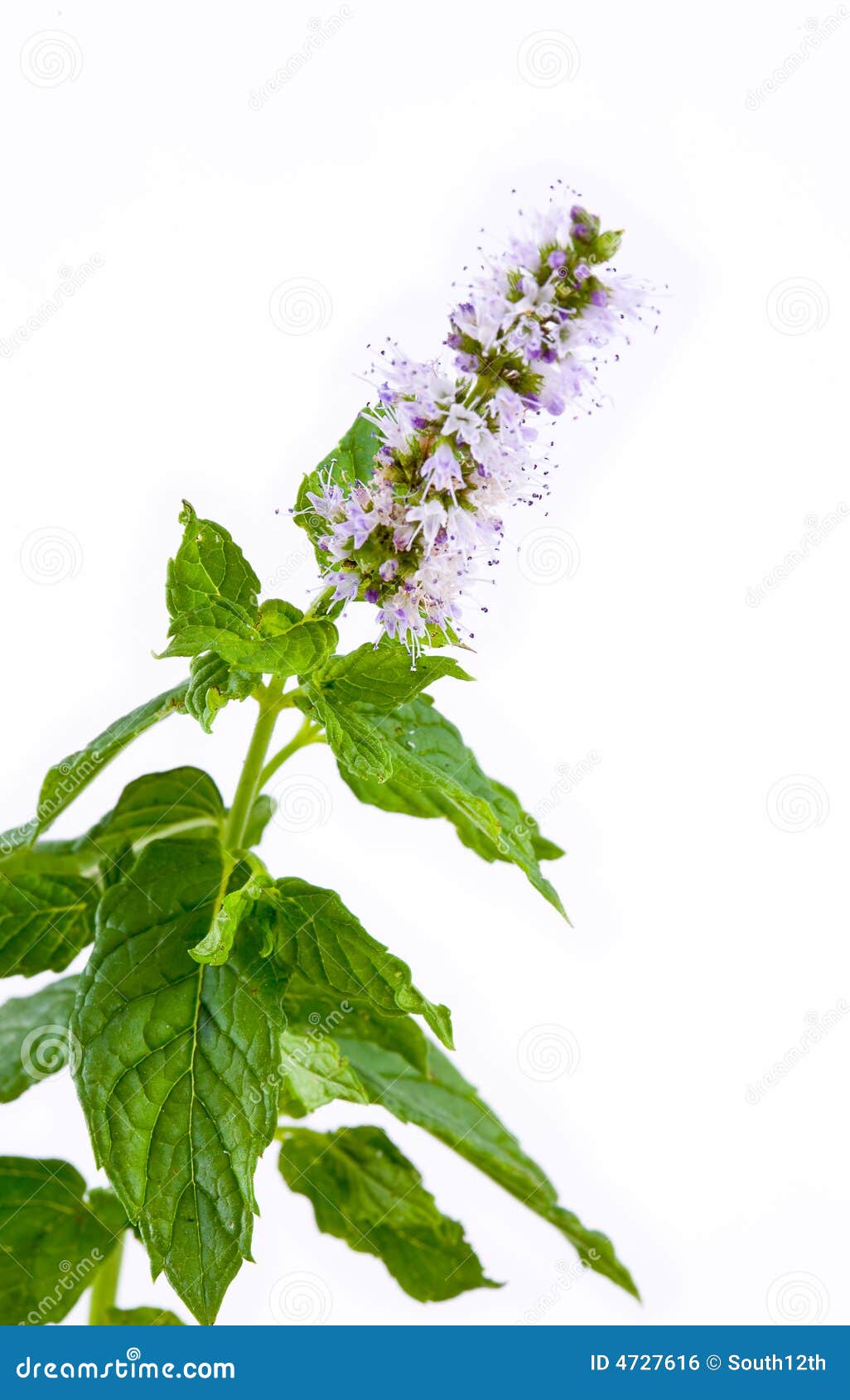 mint sprigs mint sprigs