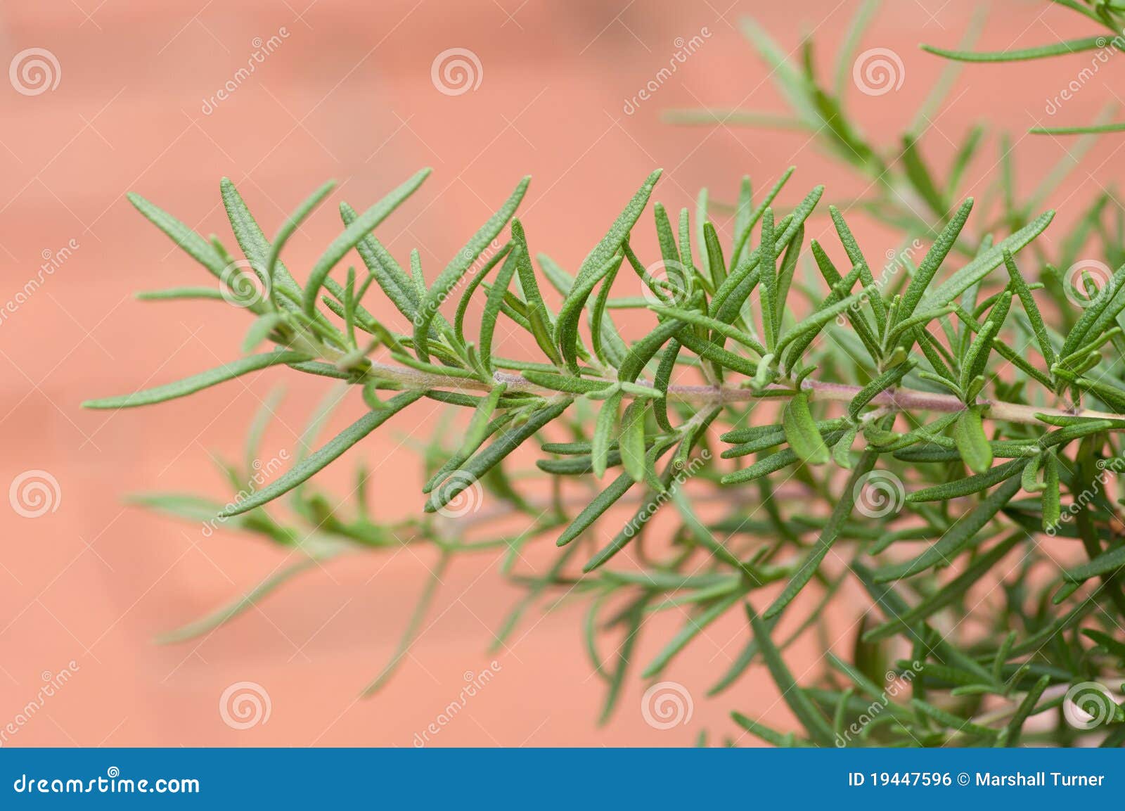 Sprig of Rosemary stock photo. Image of plant, backyard 19447596