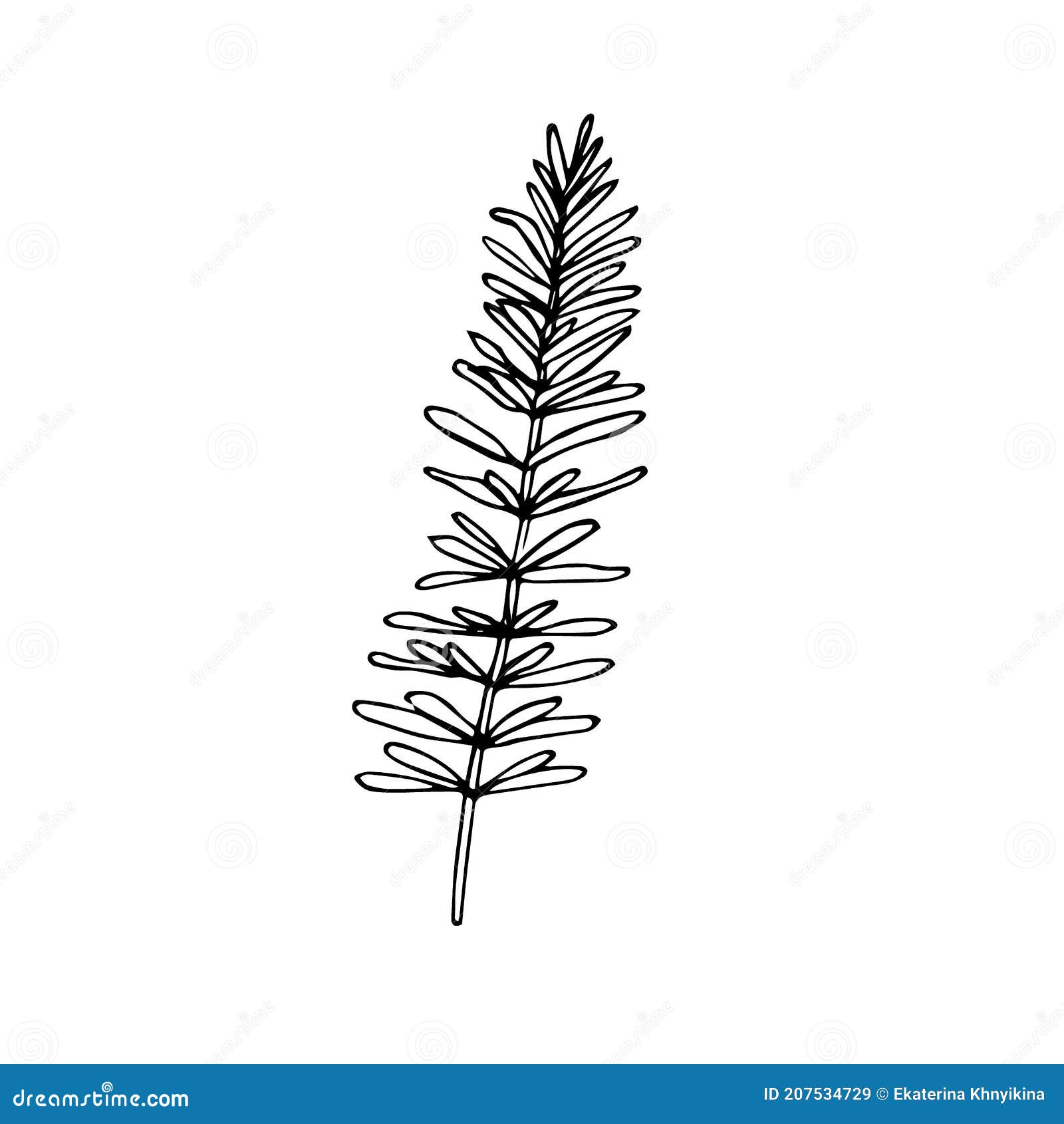 A Sprig of Rosemary, Vector Illustration, Hand Drawing Sketch Stock