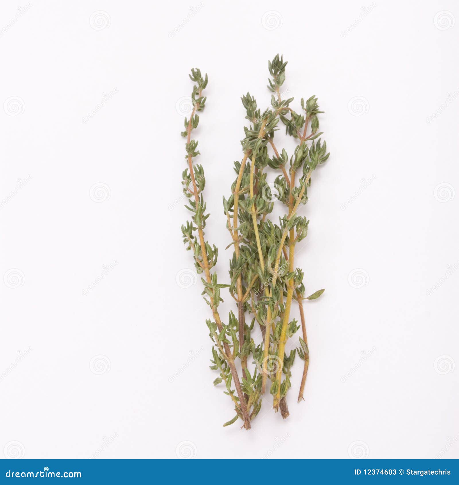 ground thyme to sprigs ground thyme to sprigs