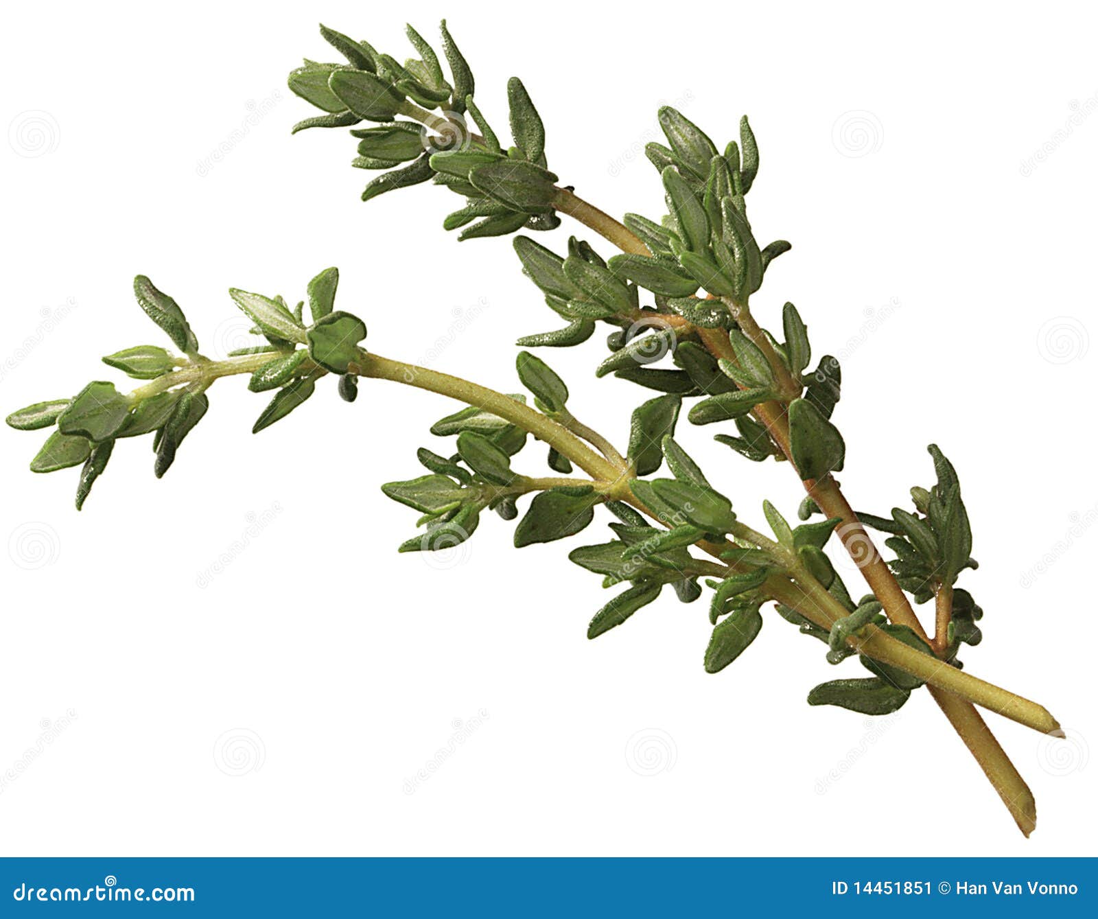 The Sprig of Thyme 