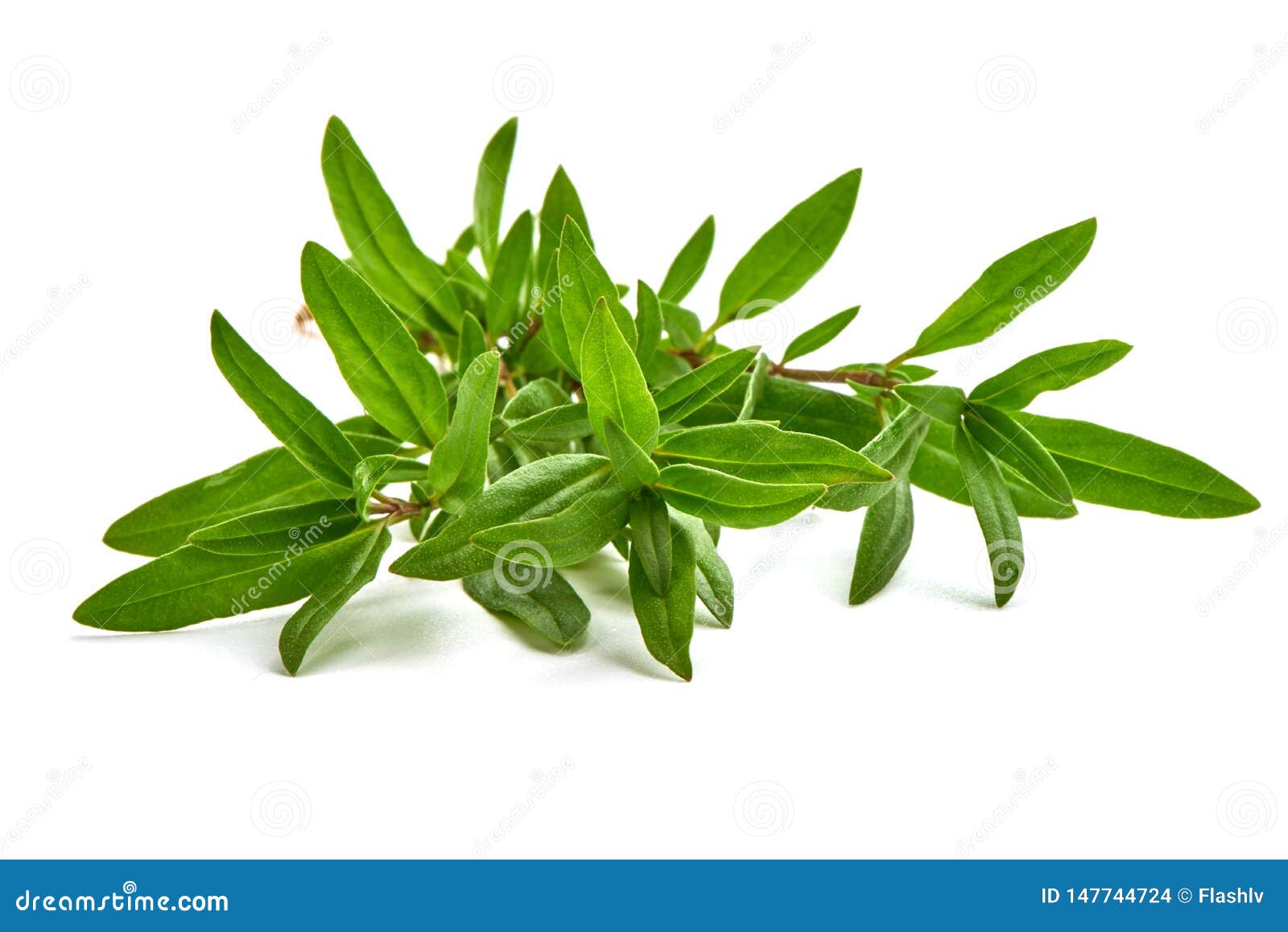 sprig of thyme,  on white background