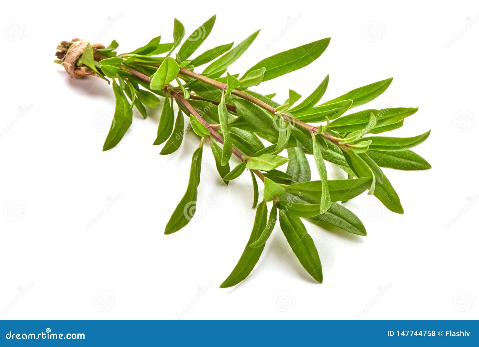 Sprig of Thyme, Isolated on White Background Stock Photo Image of