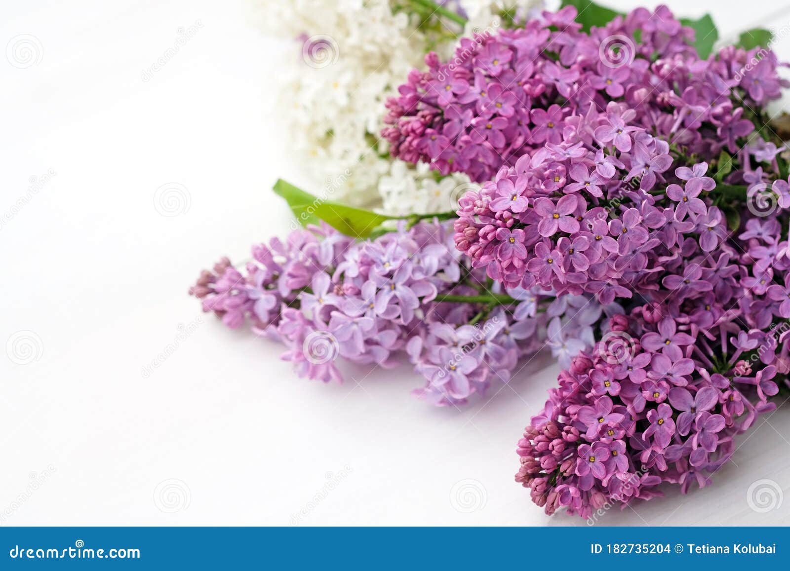 Сирень на белом фоне
