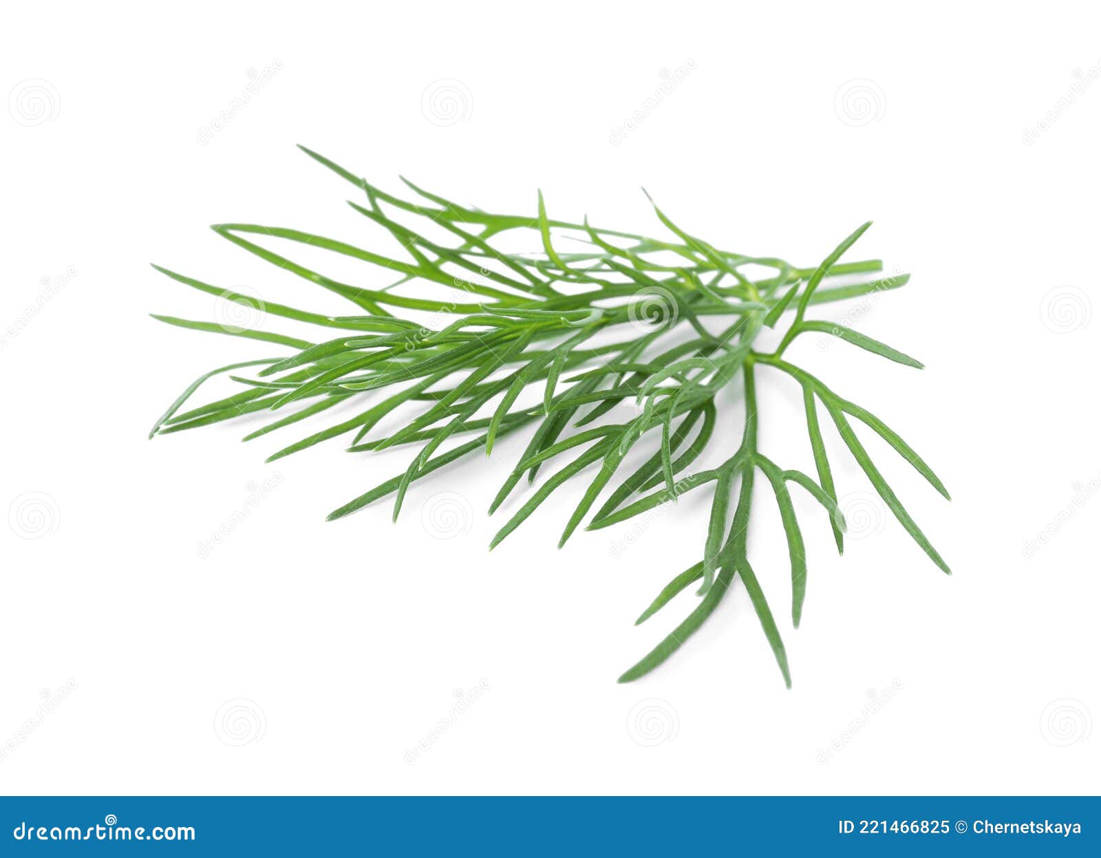 Sprigs of Fresh Dill Isolated on White Stock Image Image of natural, condiment 221466825