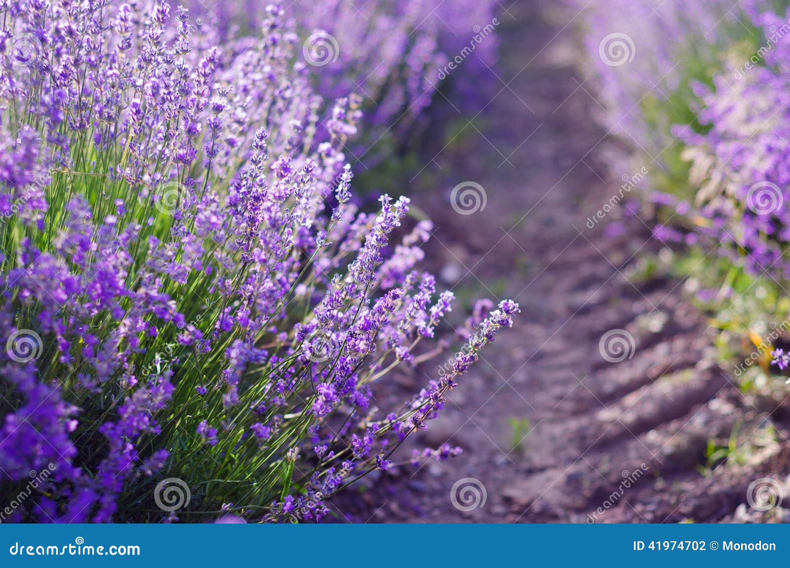 Sprigs of Lavender stock photo. Image of lines, field 41974702