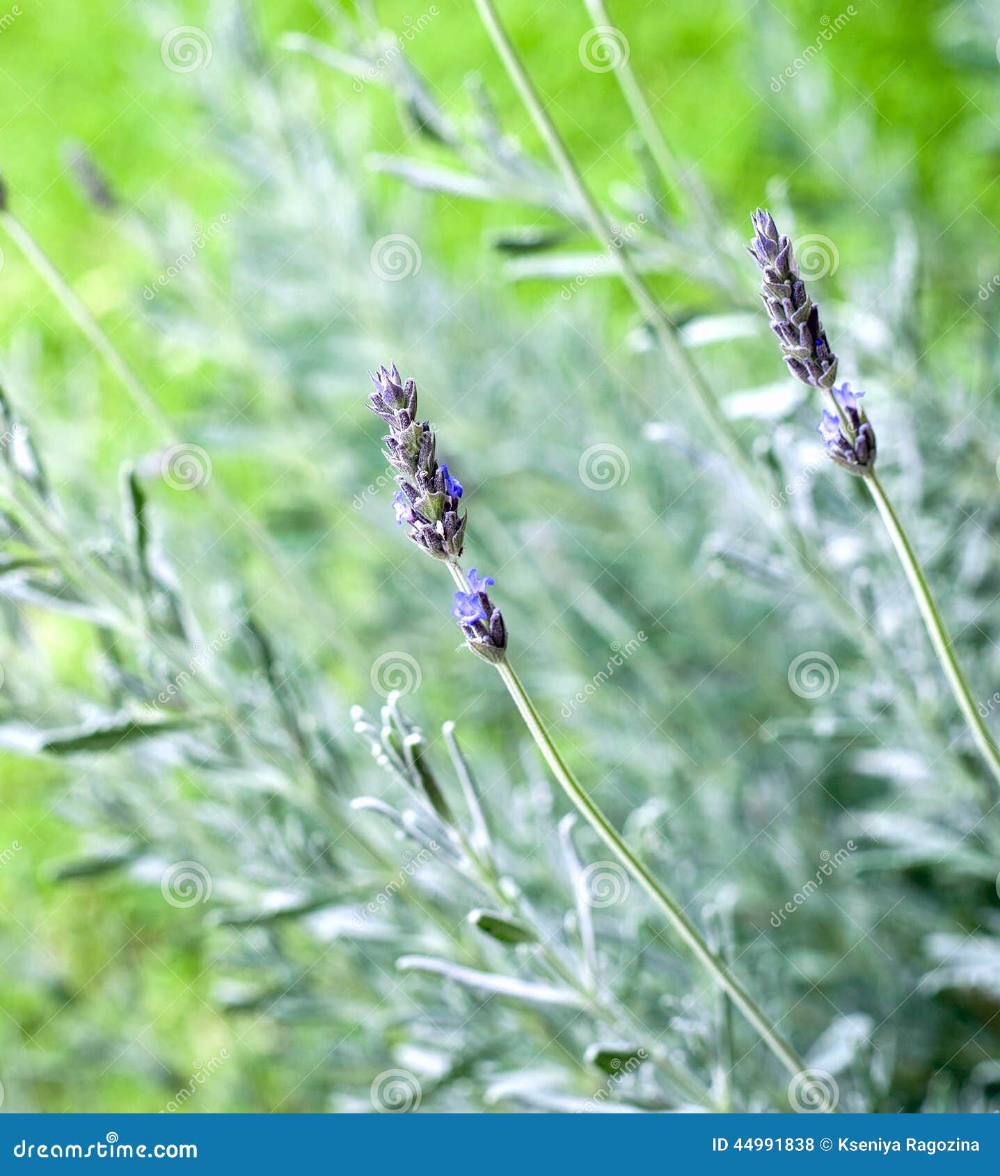 Sprigs of Lavender stock photo. Image of meadow, bloom 44991838