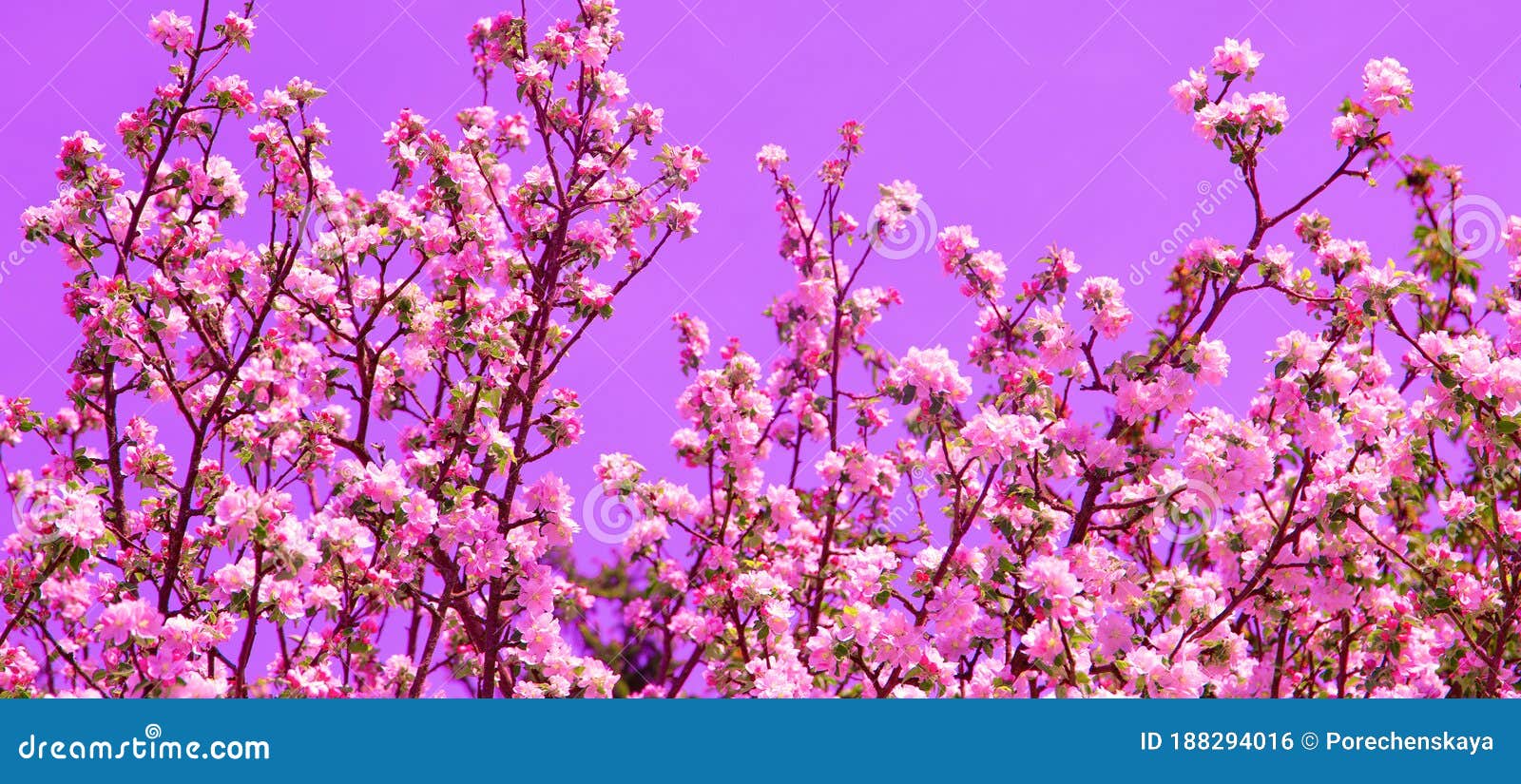 Spring Aesthetics Fashion Wallpaper Apple Blossom Tree Stock Photo Image Of Aesthetics Nature Spring Aesthetics Fashion Wallpaper Apple Blossom Tree Stock Photo Image Of Aesthetics Nature