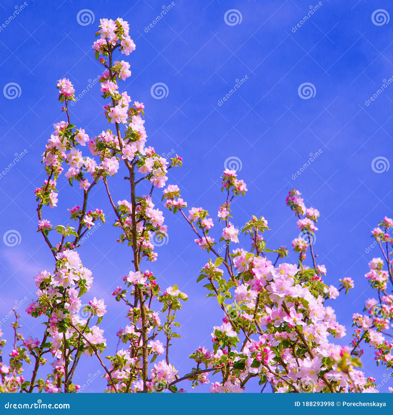 Spring Aesthetics Wallpaper Apple Blossom Tree. Stock Photo - Image of  floral, park: 188293998