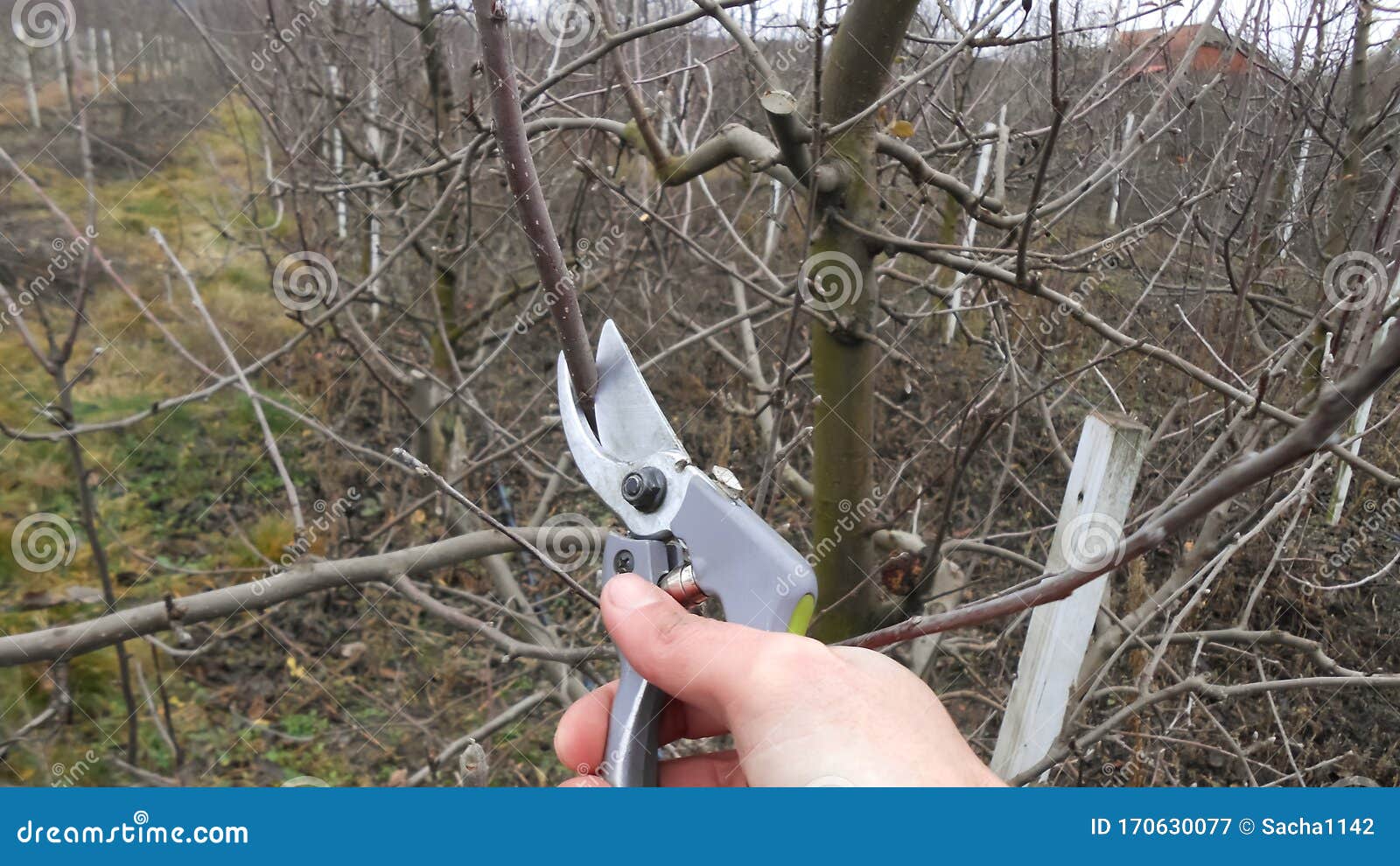 download free pruning fruit trees download free pruning fruit trees