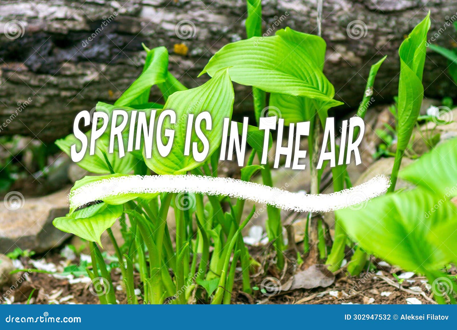 Spring is in the Air Springtime, Green Spring Background. Hosta Plant