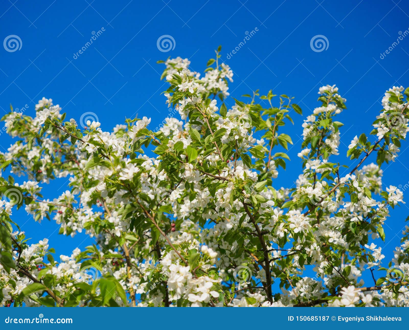 Spring Apple Tree Branch , White Blossoms of the Fruit. Stock Image