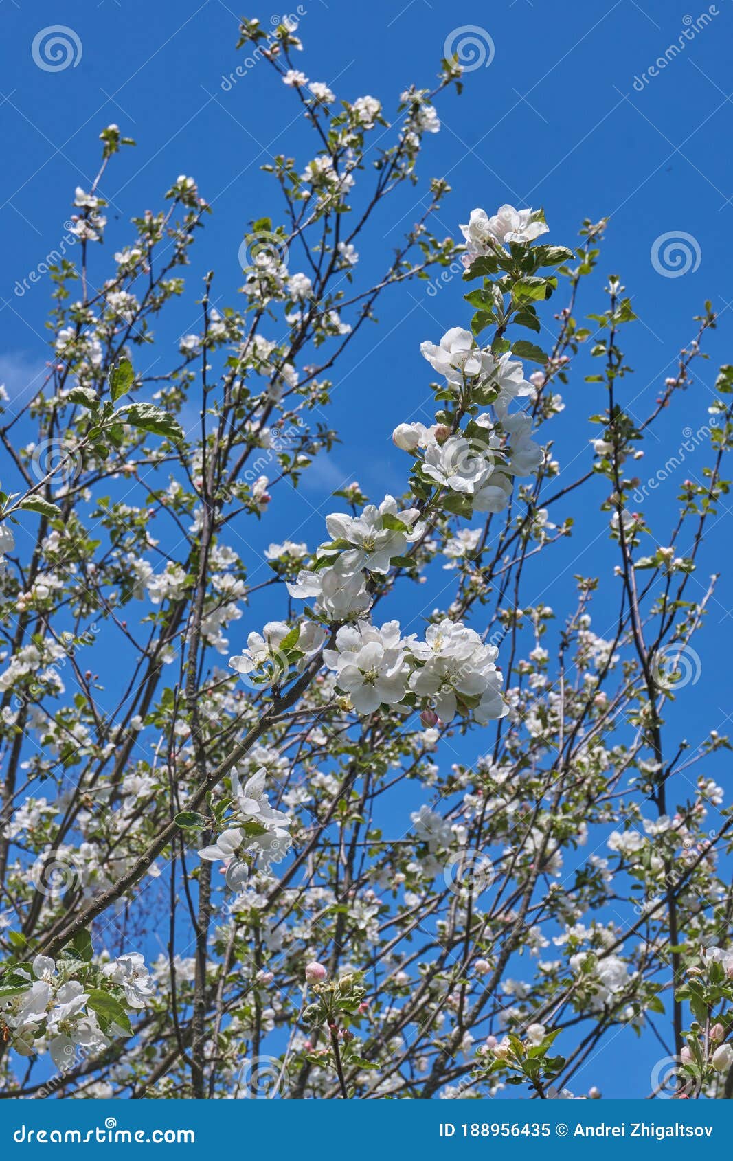 Apple Trees Bloom in the Garden. Stock Image Image of plant, nature