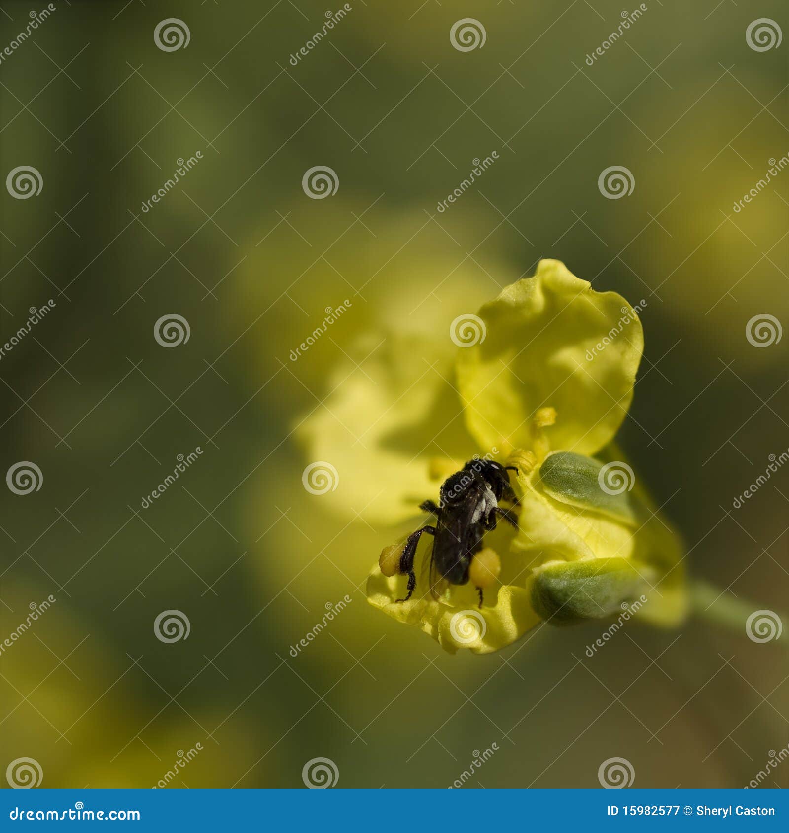 Spring Australian Native Stingless Bee Stock Image Image of diptera