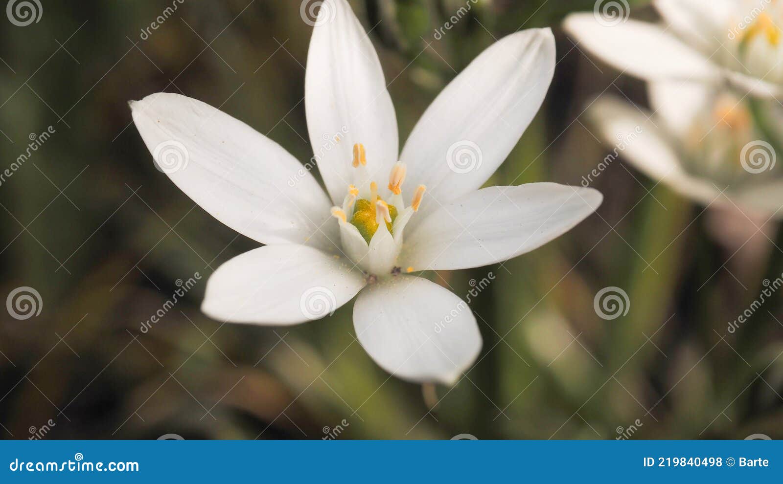 Spring Awakening, Close Up of a Flower Stock Photo Image of spring