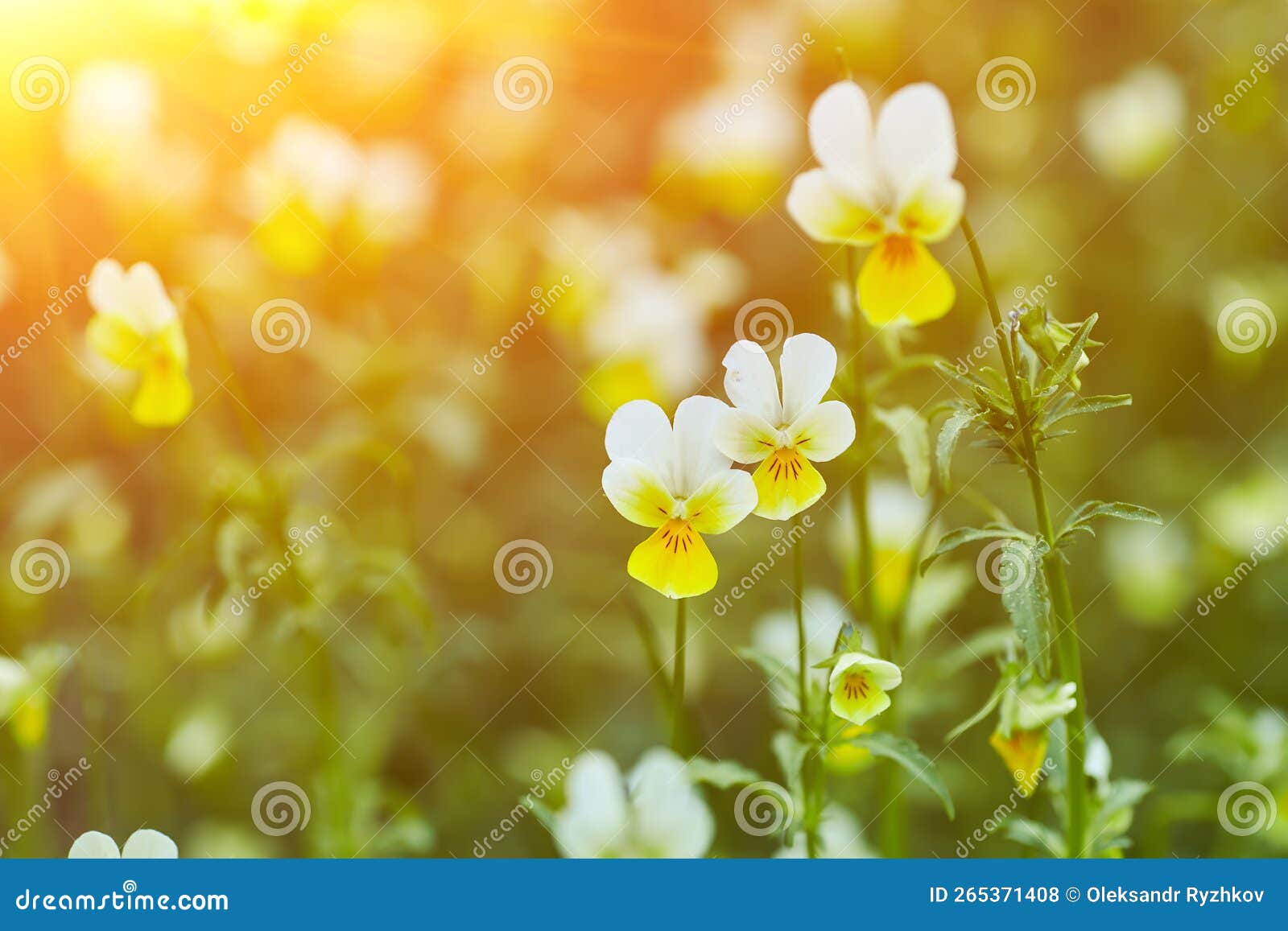 Spring Awakening of Flowers and Vegetation in the Forest on Background
