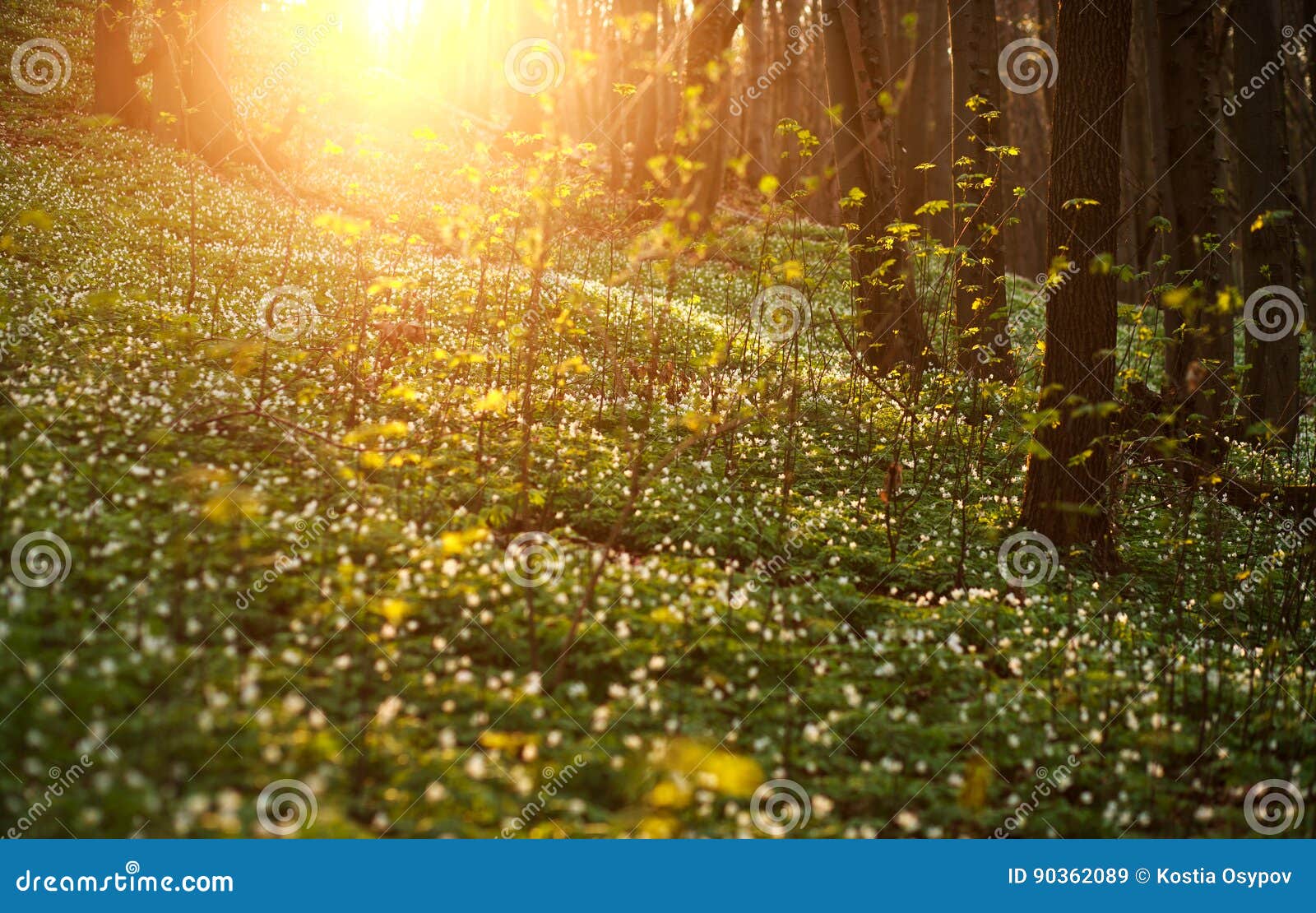 Spring Awakening of Flowers and Vegetation in the Forest on Suns Stock